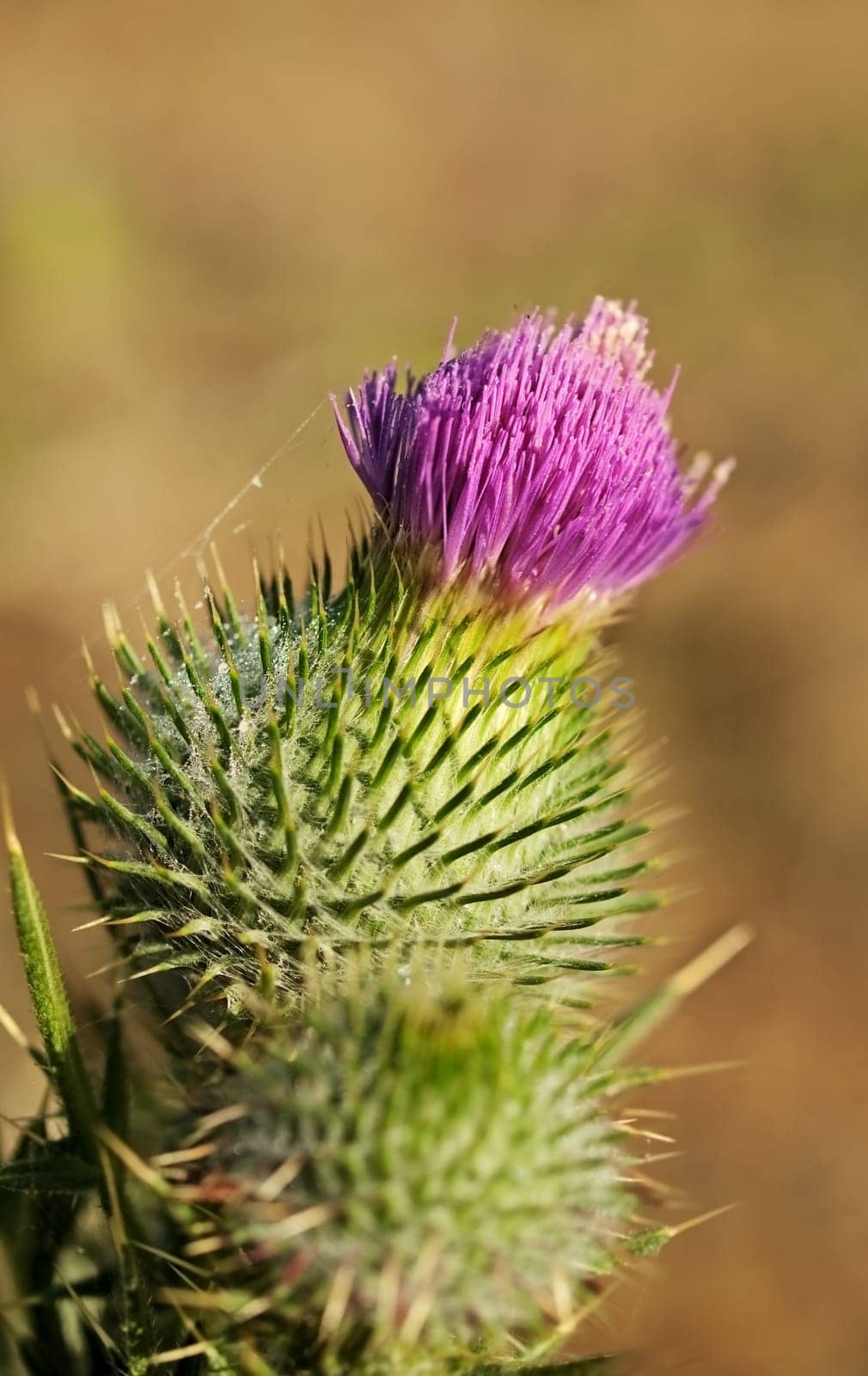 Purple flower of Cirsium vulgare, Spear thistle weed