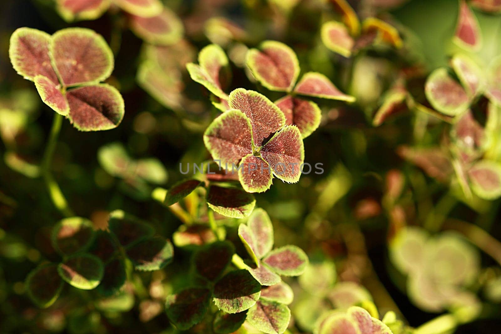 Four-leaf clover