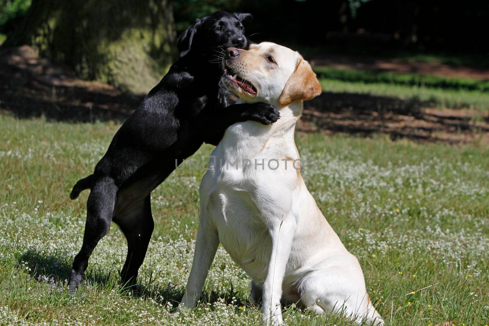 Playing Labrador Retrievers,including a black puppy