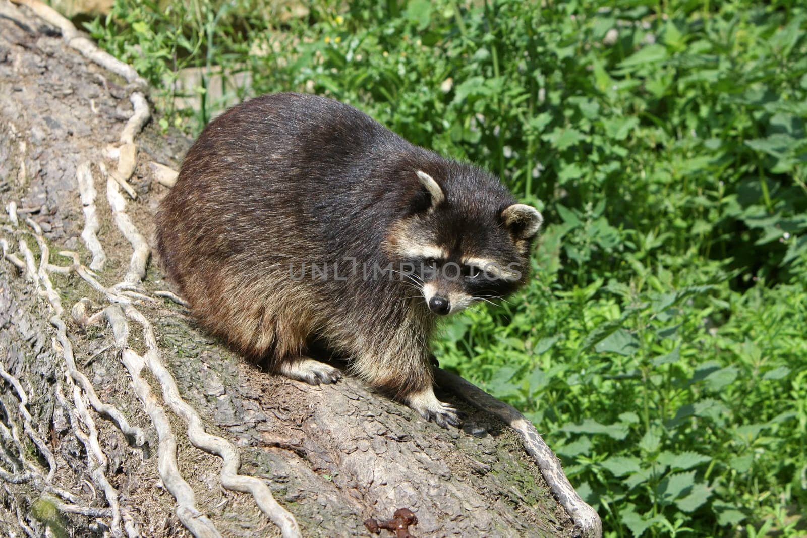 Raccoon