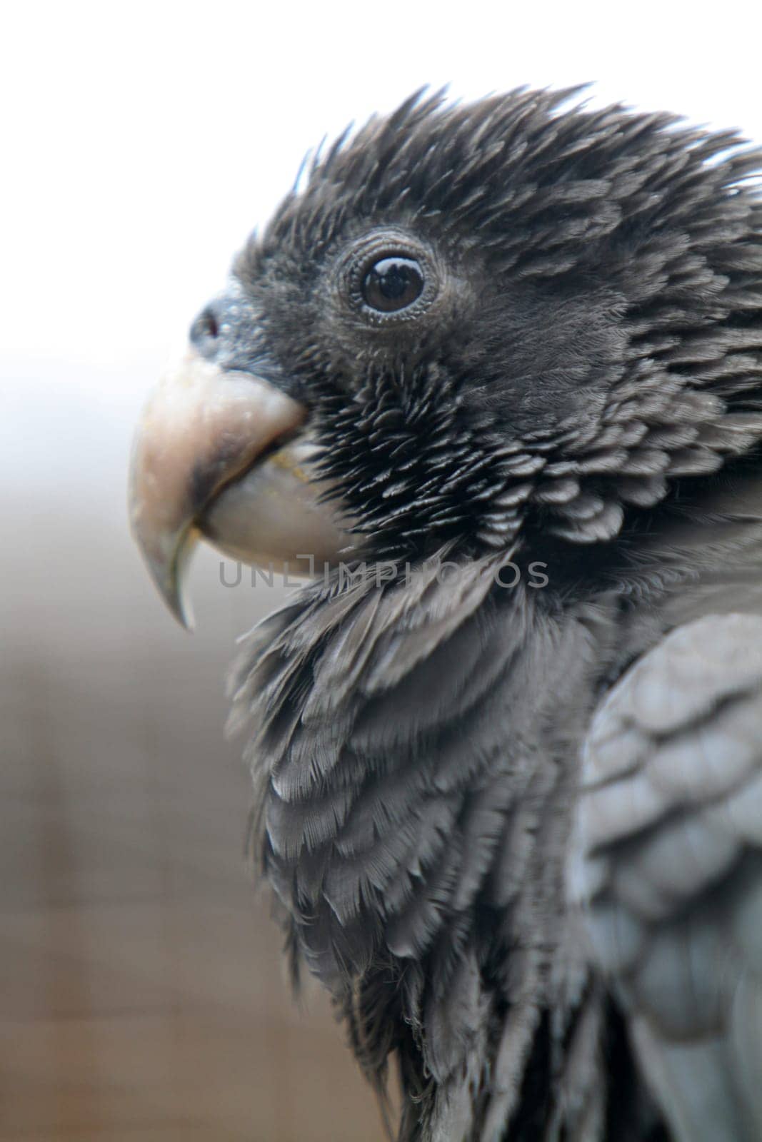 Vasa parrot