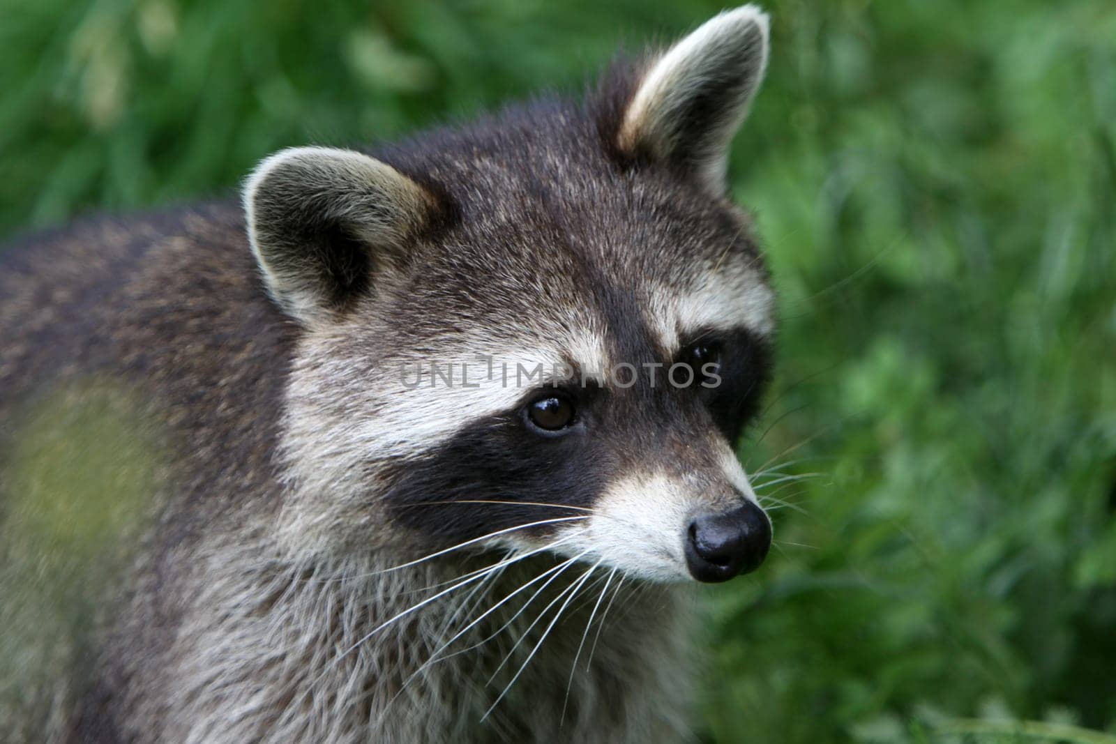Raccoon