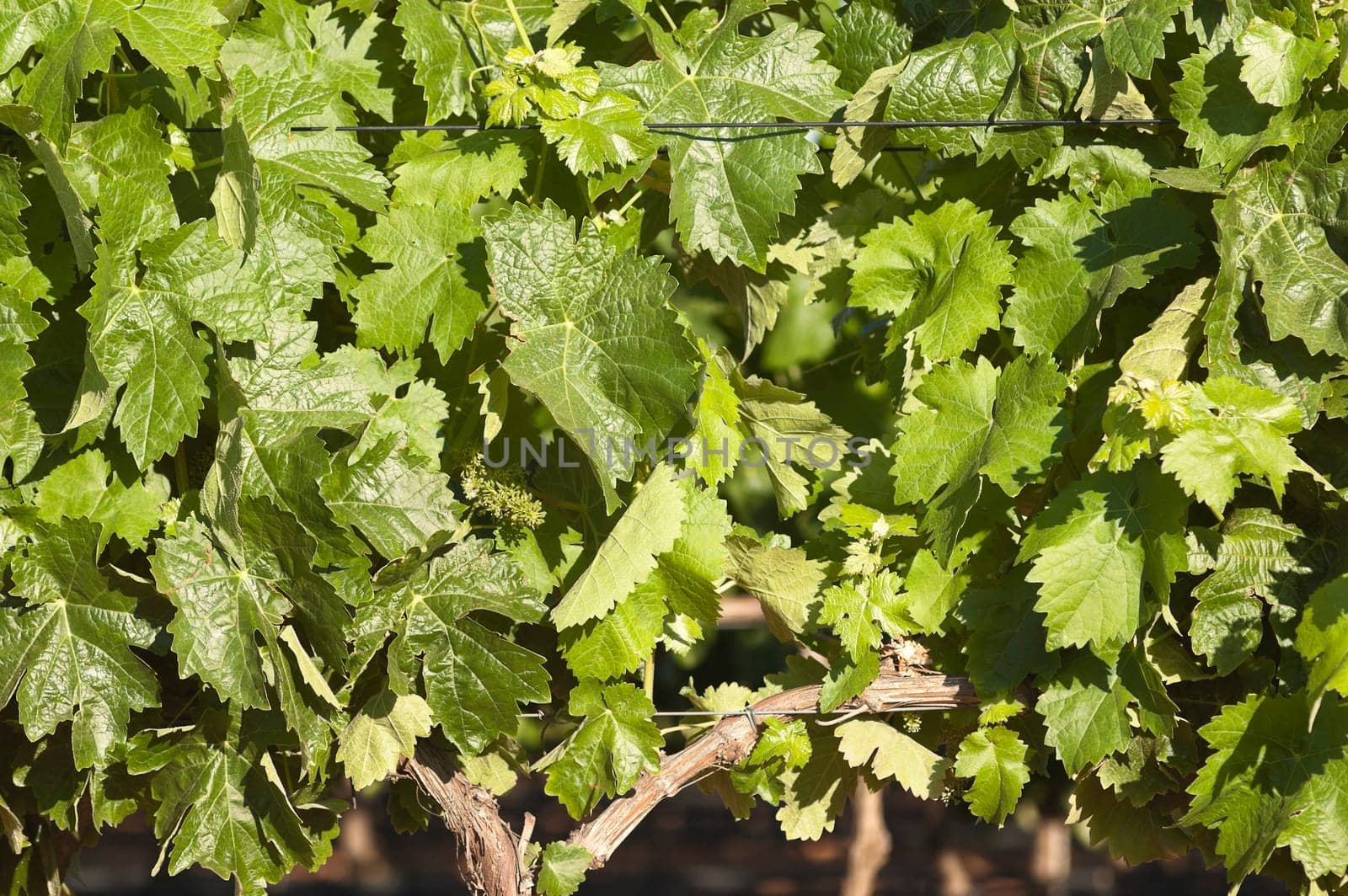 Closeup of grapevines in the flowering season, Borba, Alentejo, Portugal