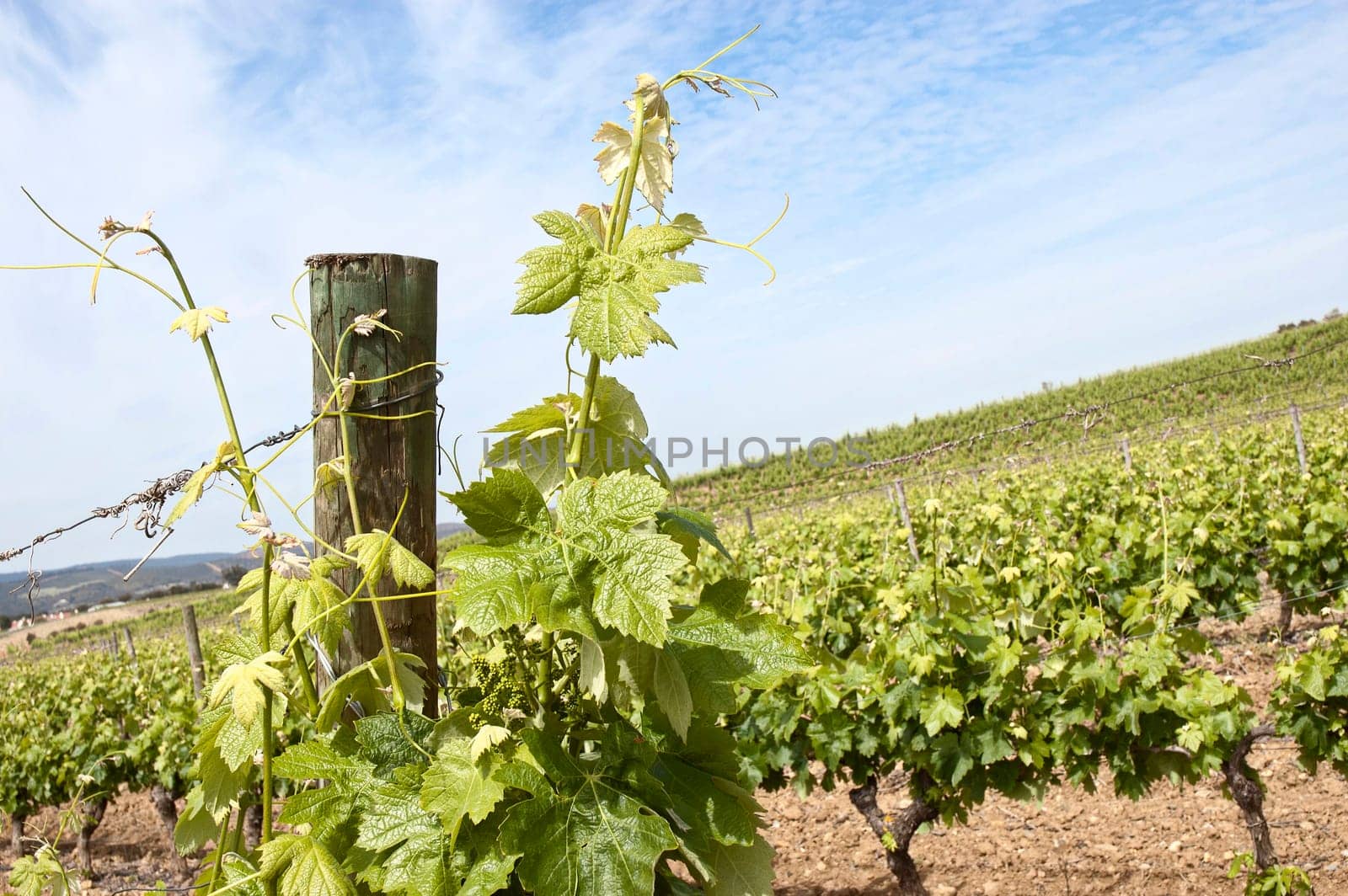 Grapevines in the fruit set season, Borba, Alentejo, Portugal
