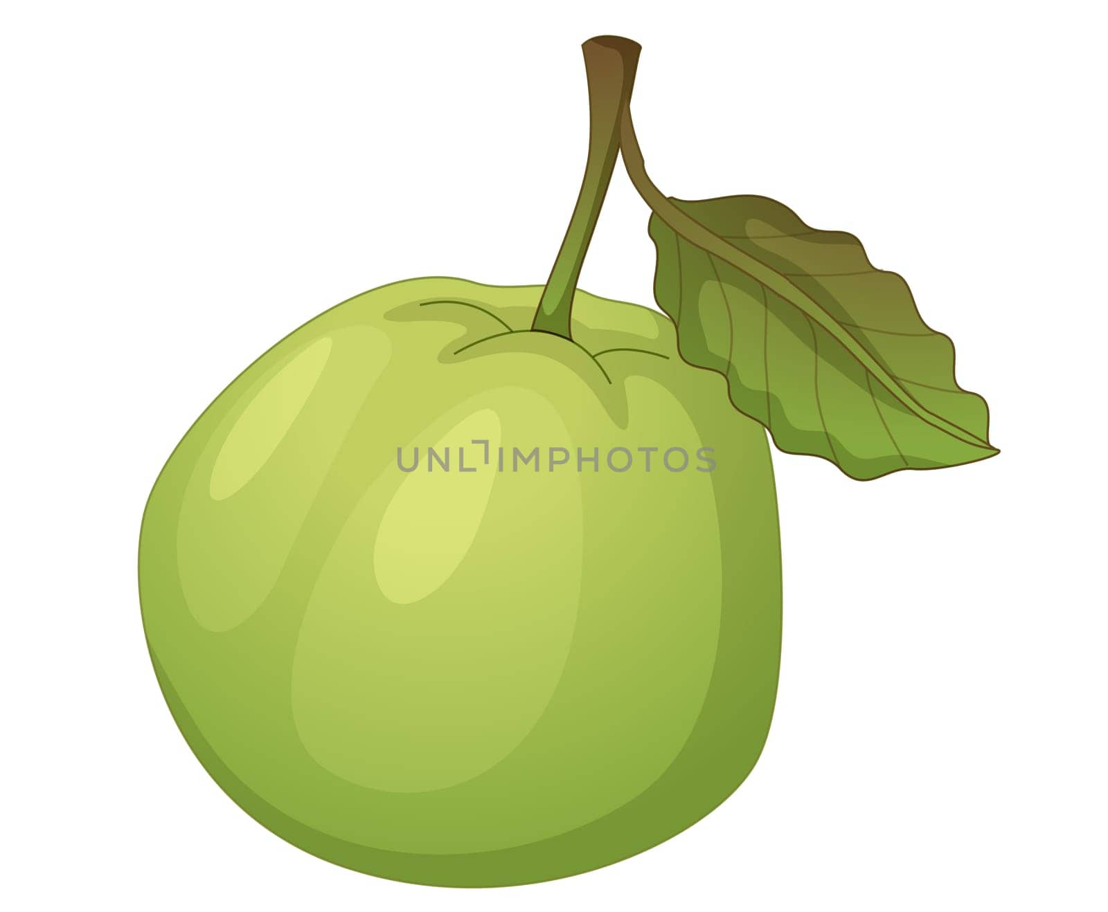 Illustration of friut on a white background