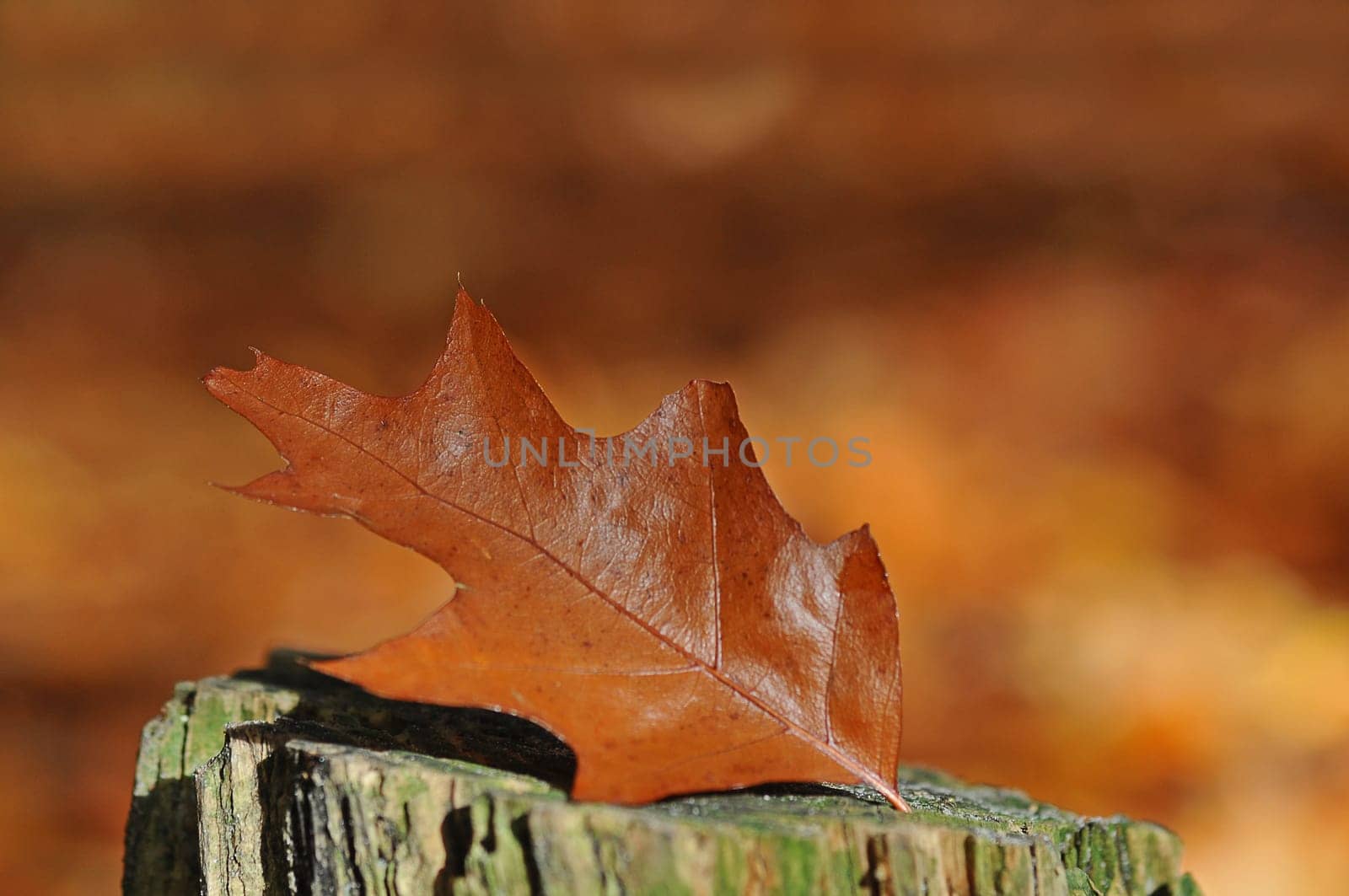 Oak leaves