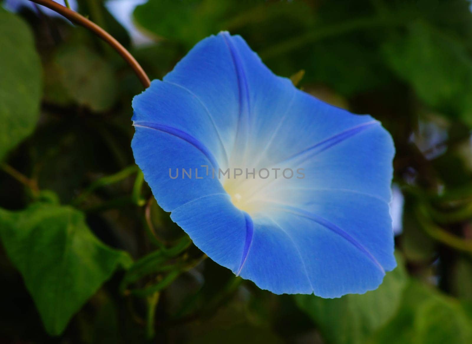 Morning glory (Ipomoea tricolor)
