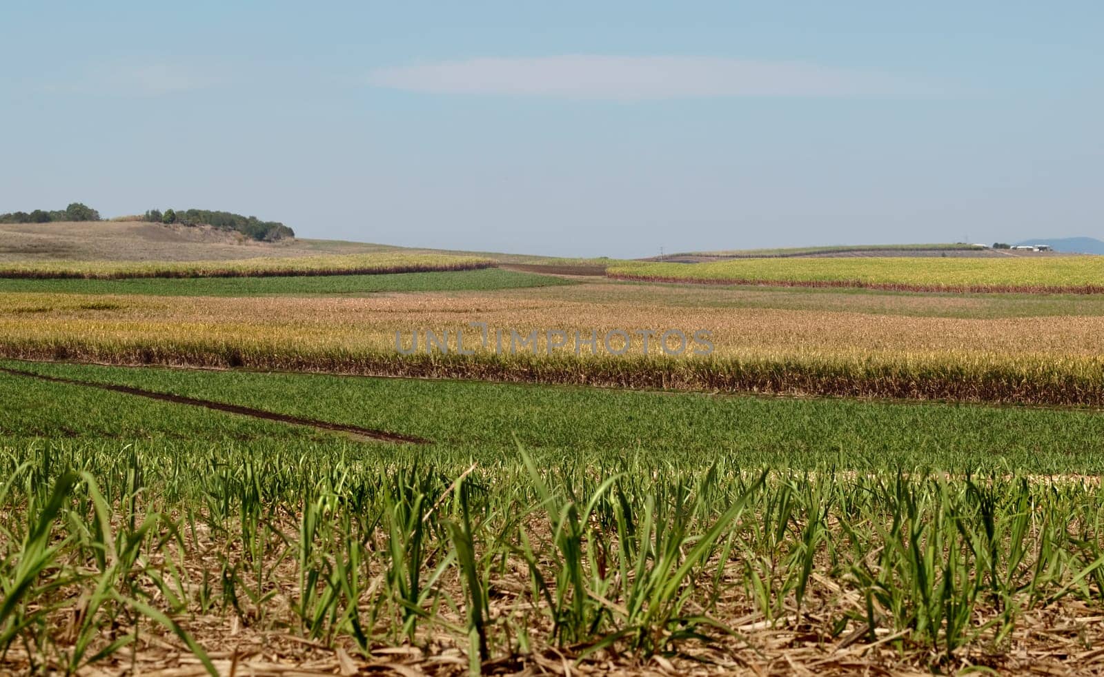 Australian sugar industry sugarcane farm rural agriculture landscape with smoky sky background