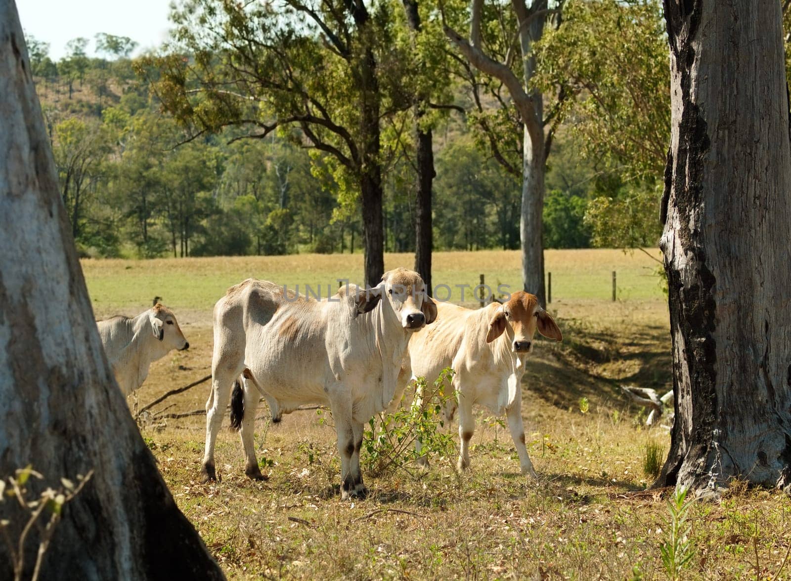 Rural landscape Australian beef cattle ranch pastoral farm young brahman bulls for agriculture meat industry