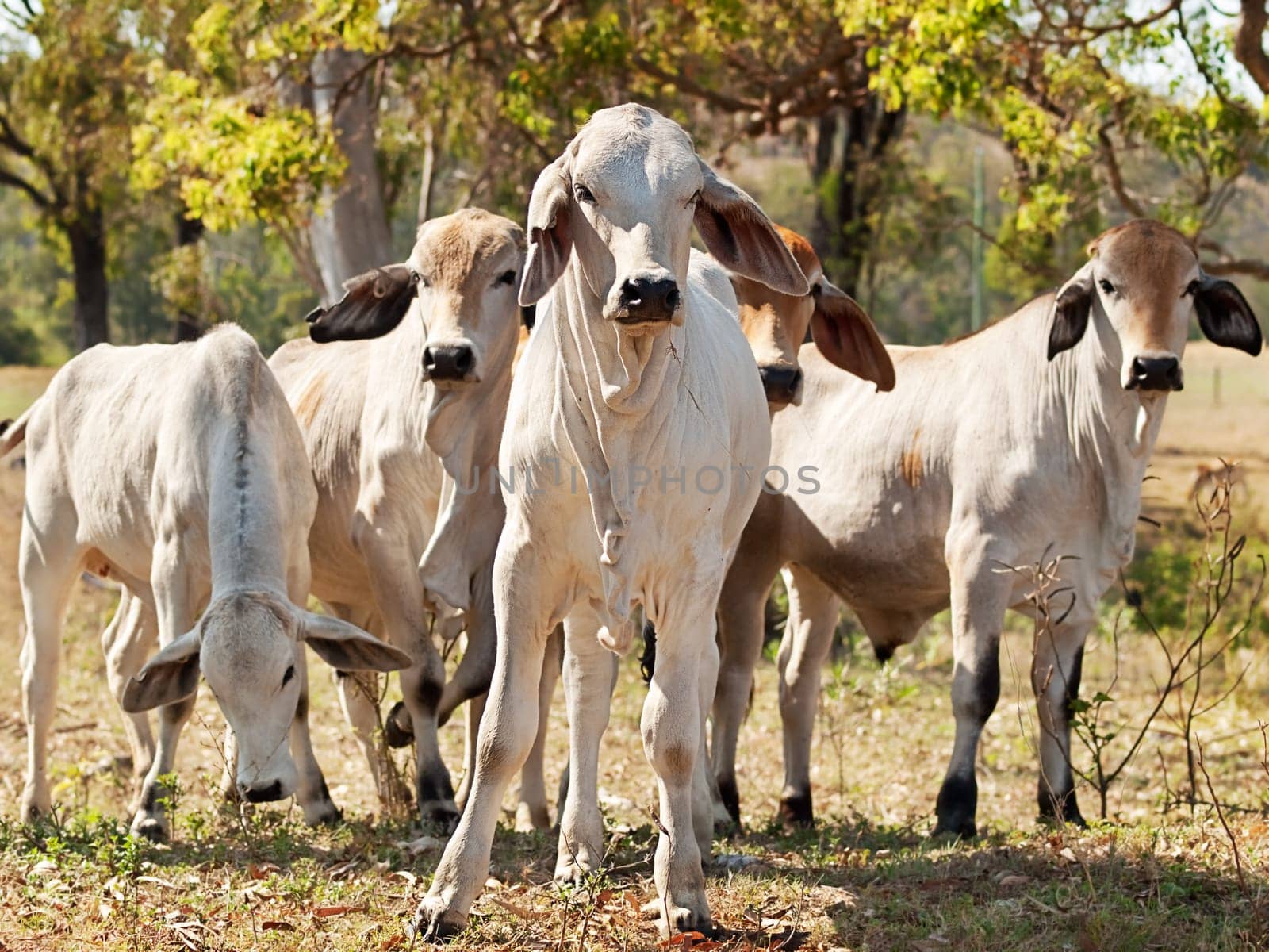 Five young Brahman cows in herd on rural ranch Australian beef cattle