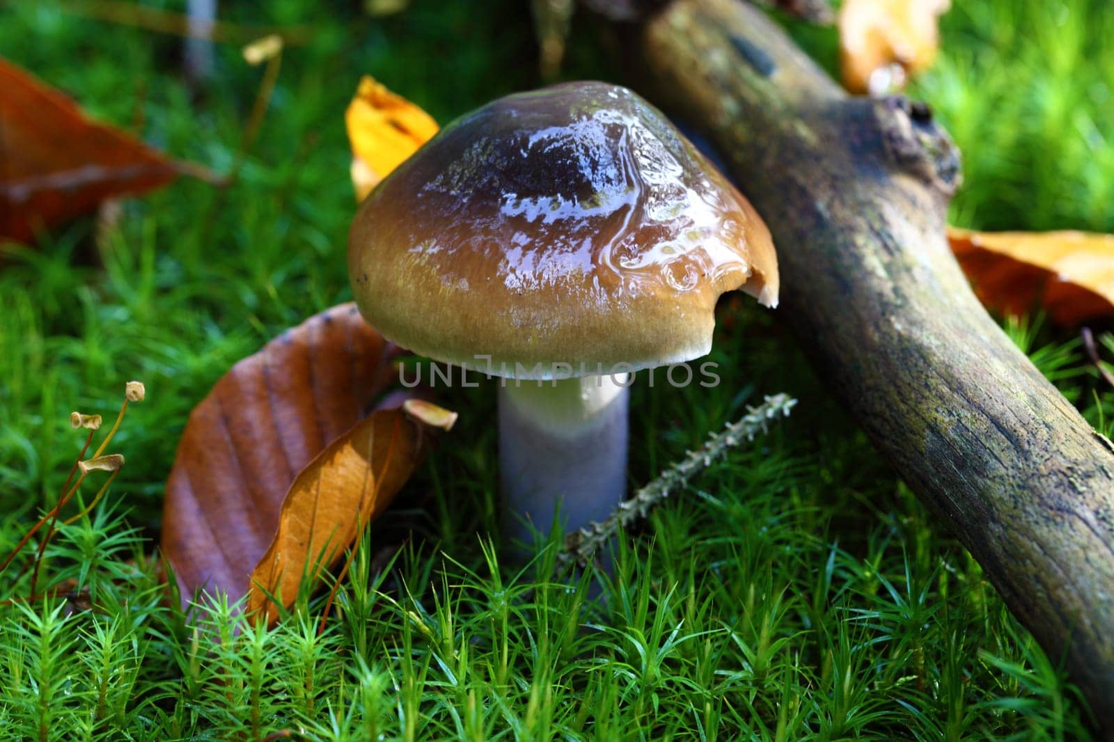 A pigeon on the forest floor - between moss