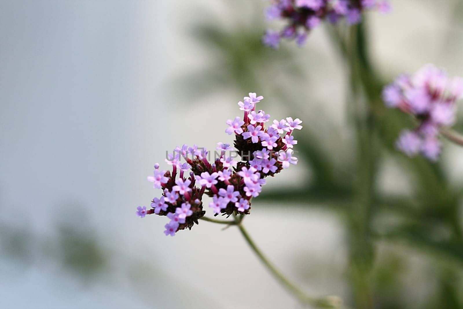 Argentine verbena Verbena bonariensis