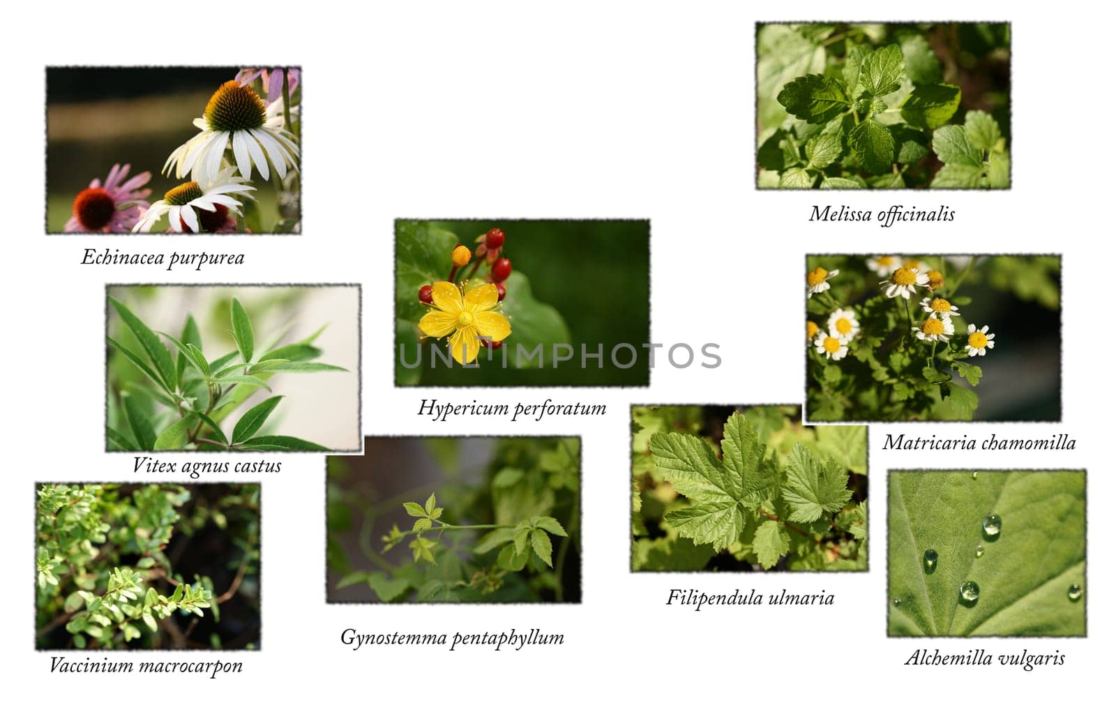 Medicinal plants