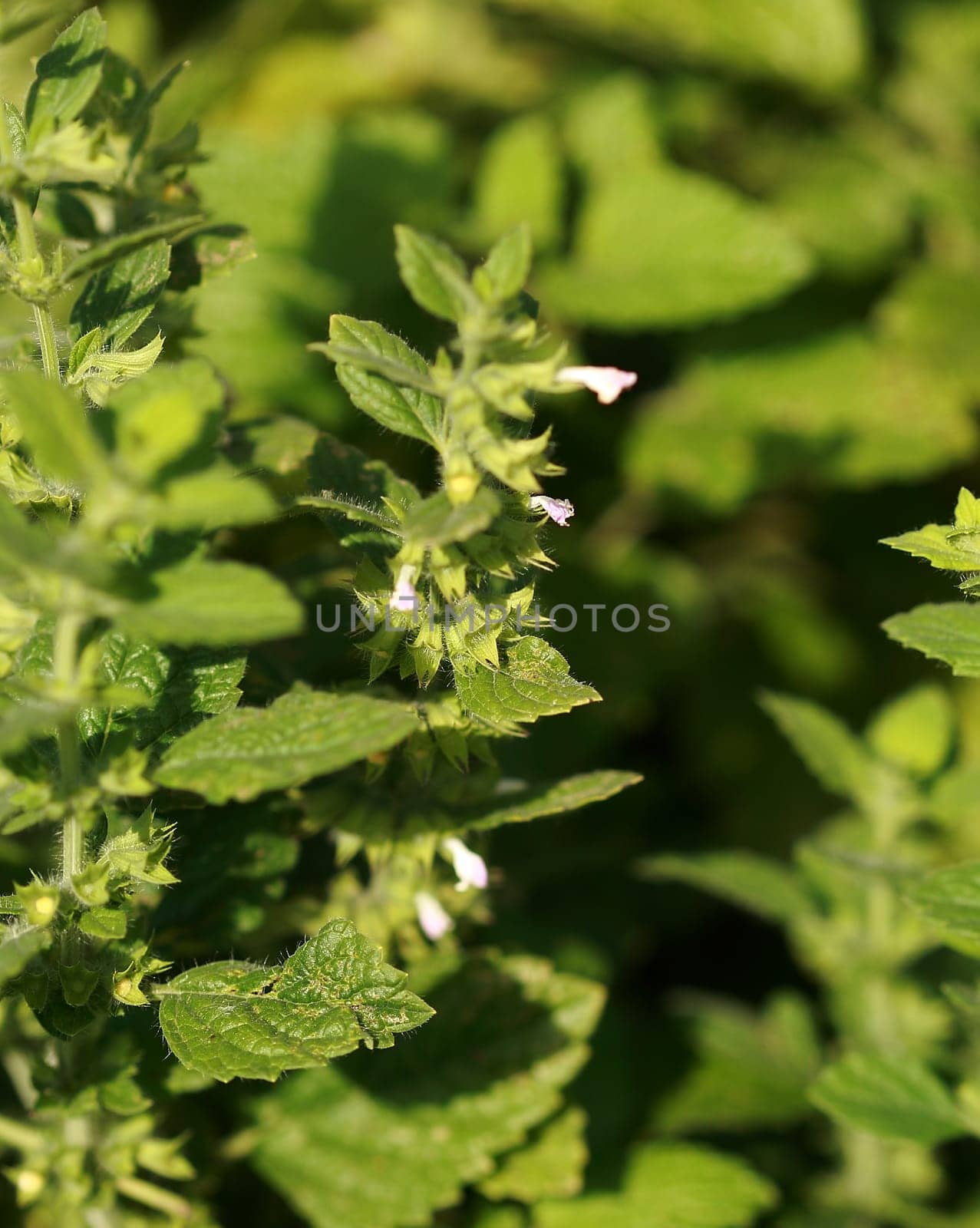 Lemon balm Melissa officinalis