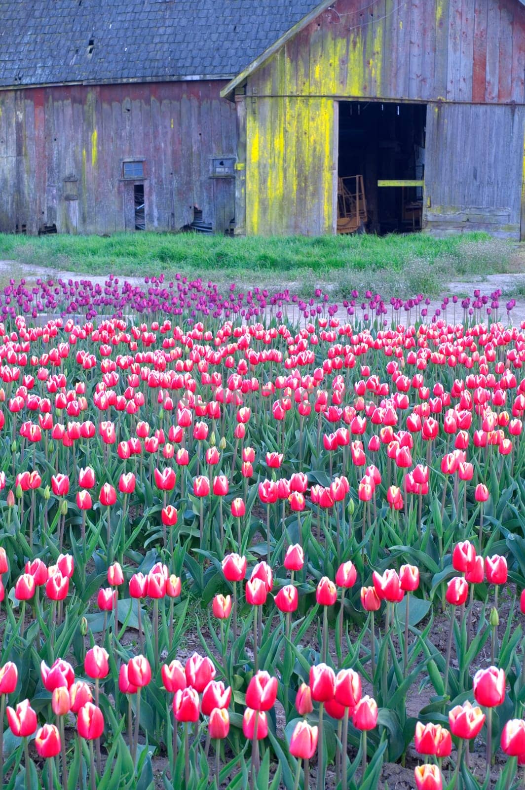 Buildings and equipment used in the production of Tulips wait to be used in the field