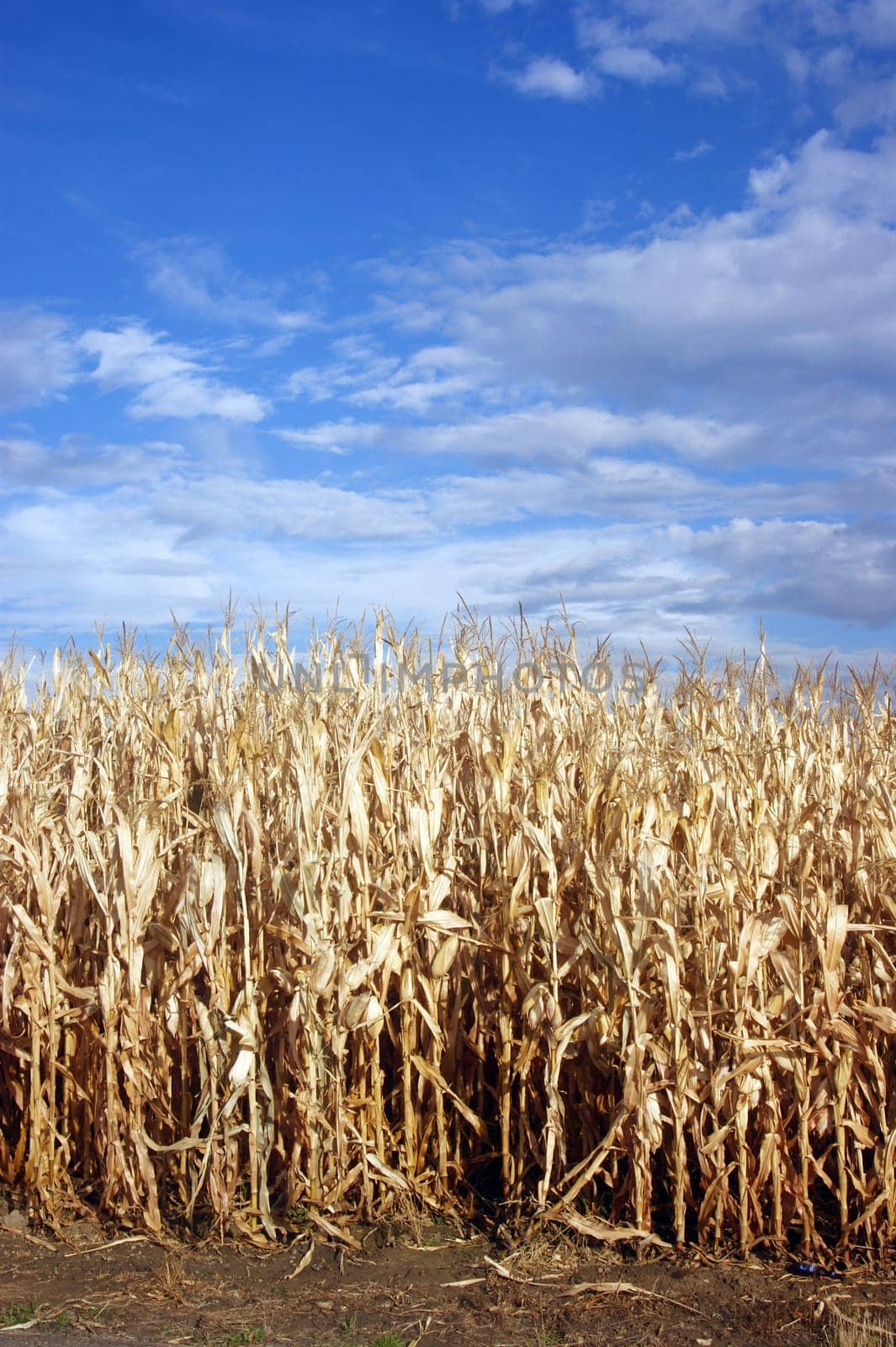 Corn still standing after a freeze having never been harvested
