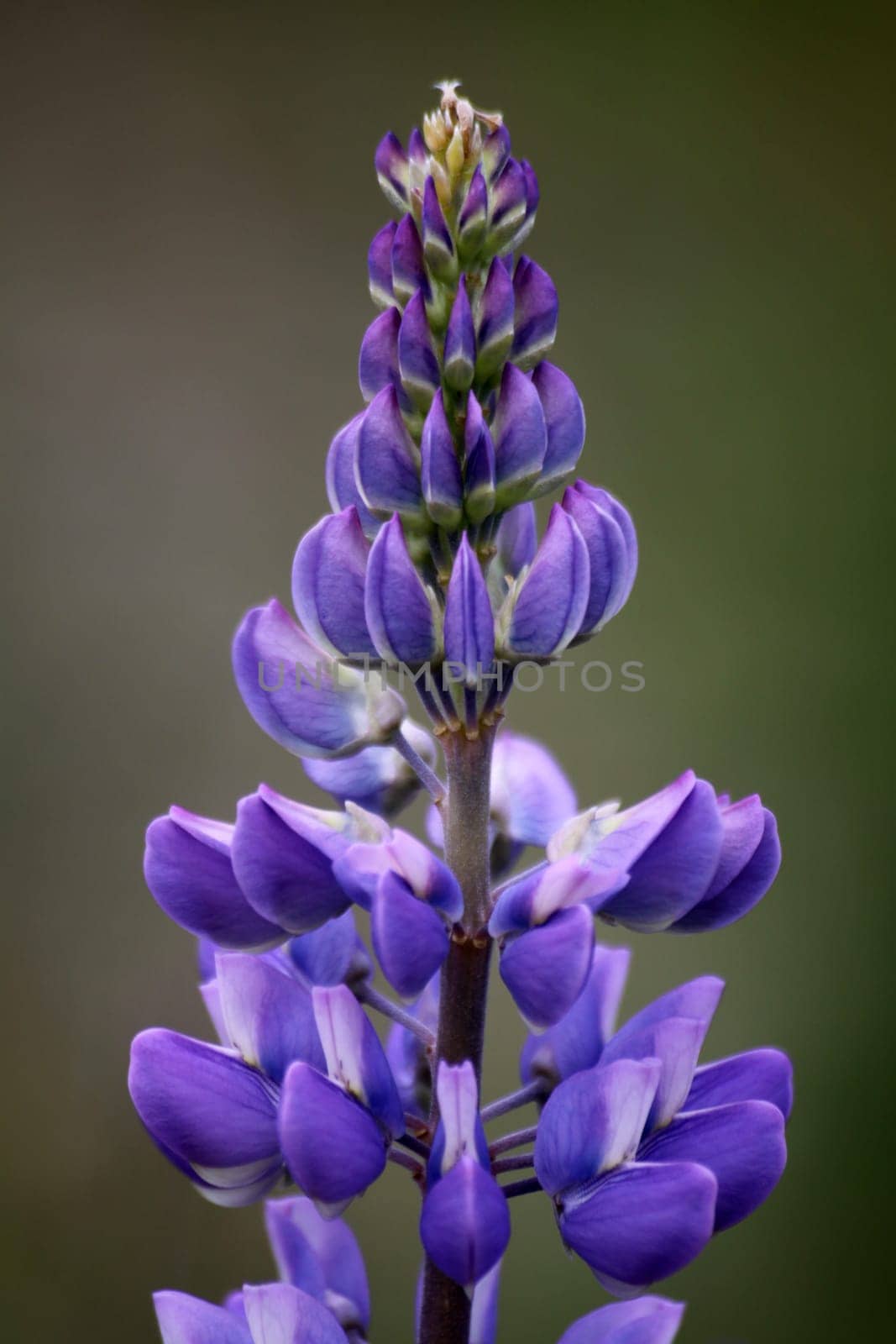 Lupin