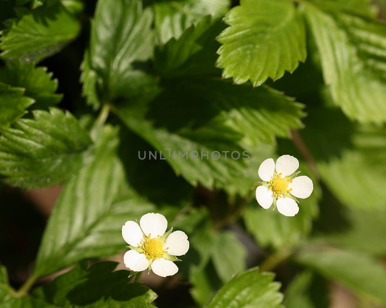 Strawberry plant