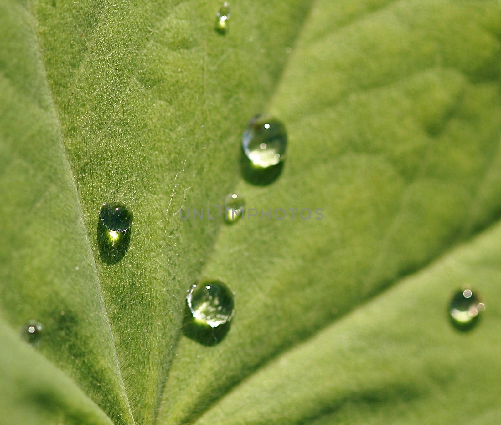 Lady's mantle Alchemilla vulgaris