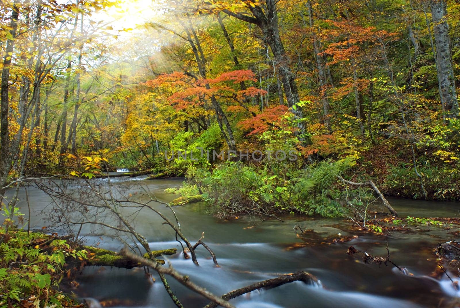 Autumn Colors of Oirase River, located at Aomori Prefecture Japan