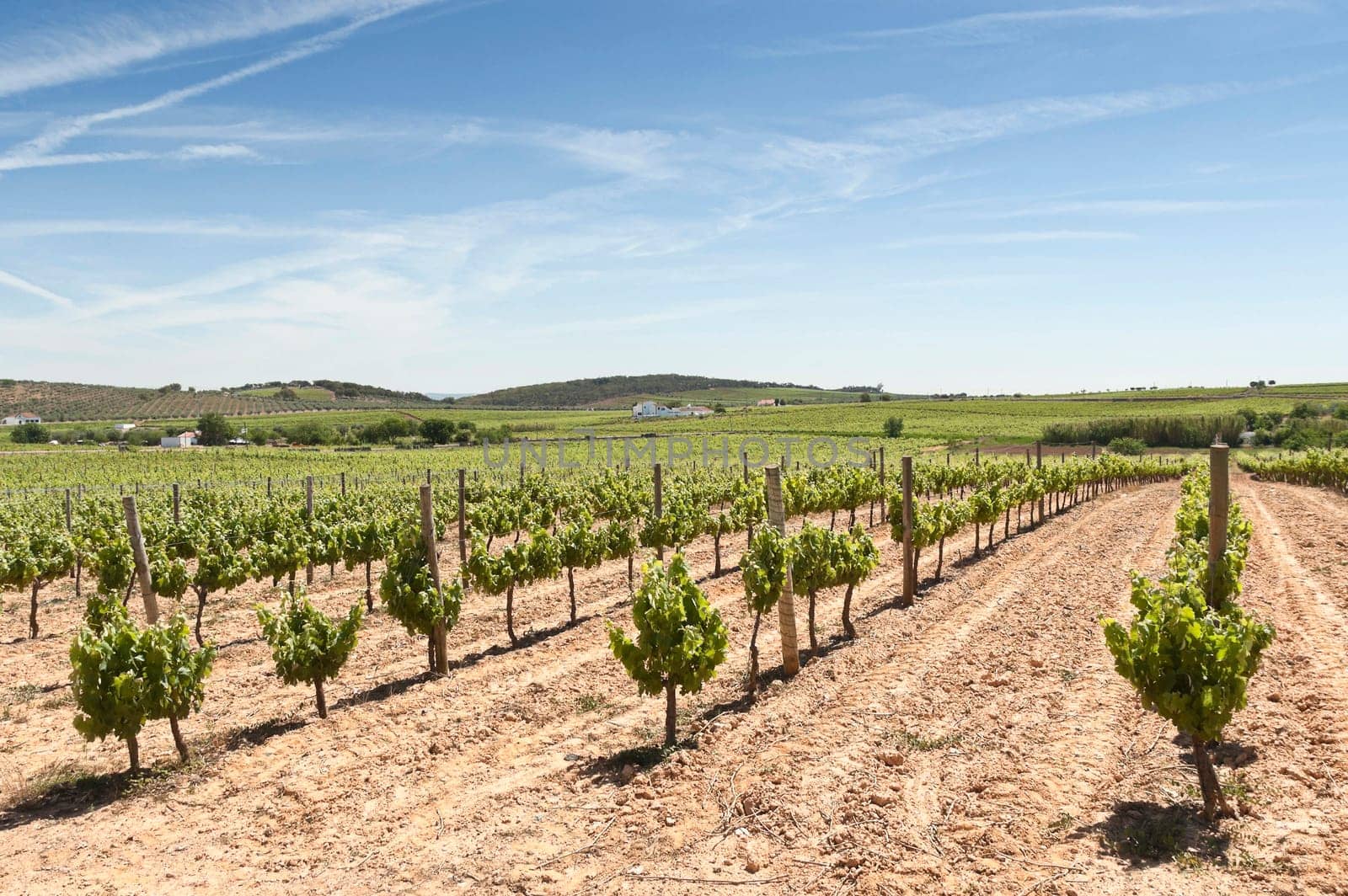Vineyard in the fruit set season, Borba, Alentejo, Portugal