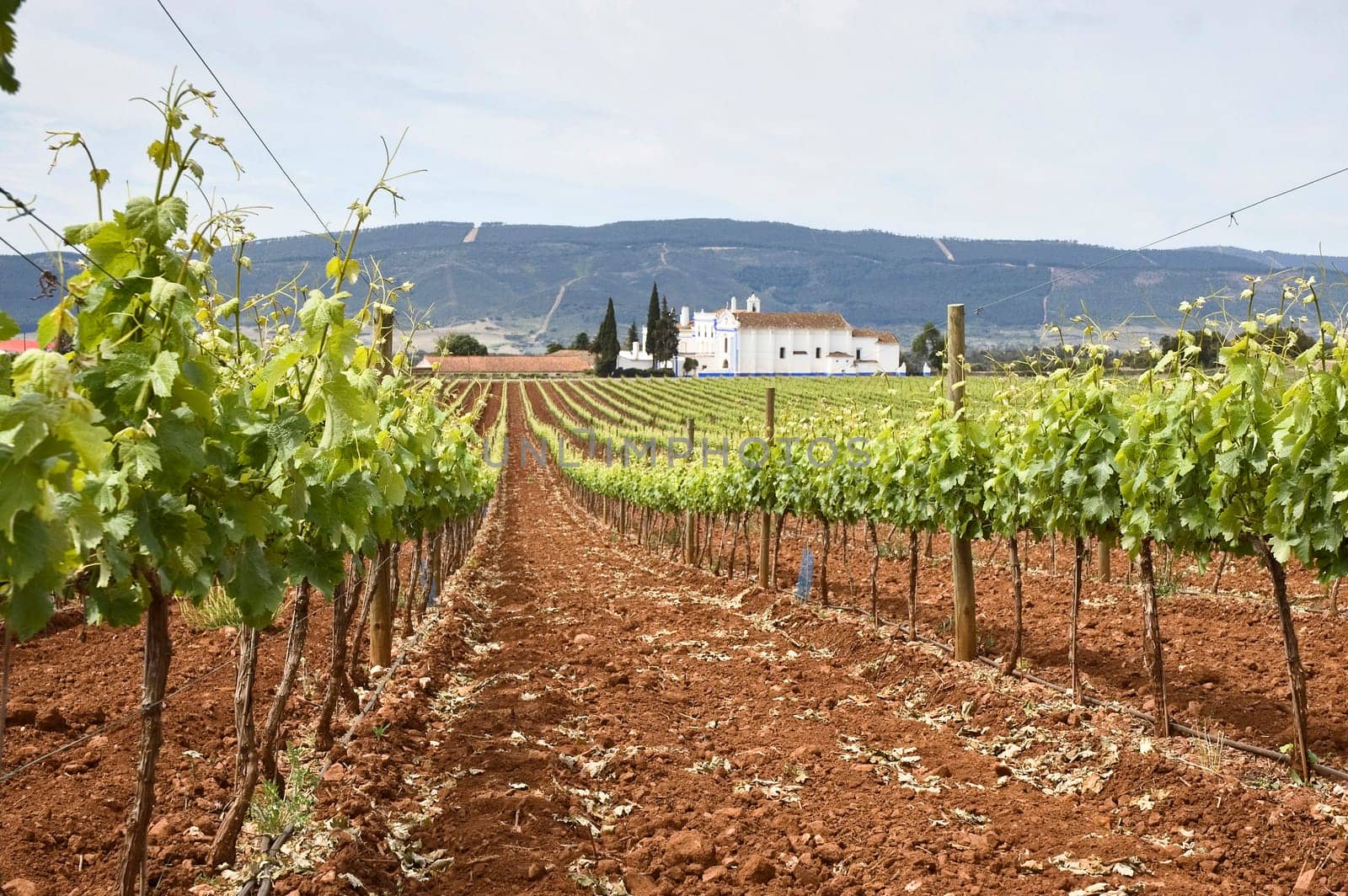 Vineyard in the fruit set season, Borba, Alentejo, Portugal