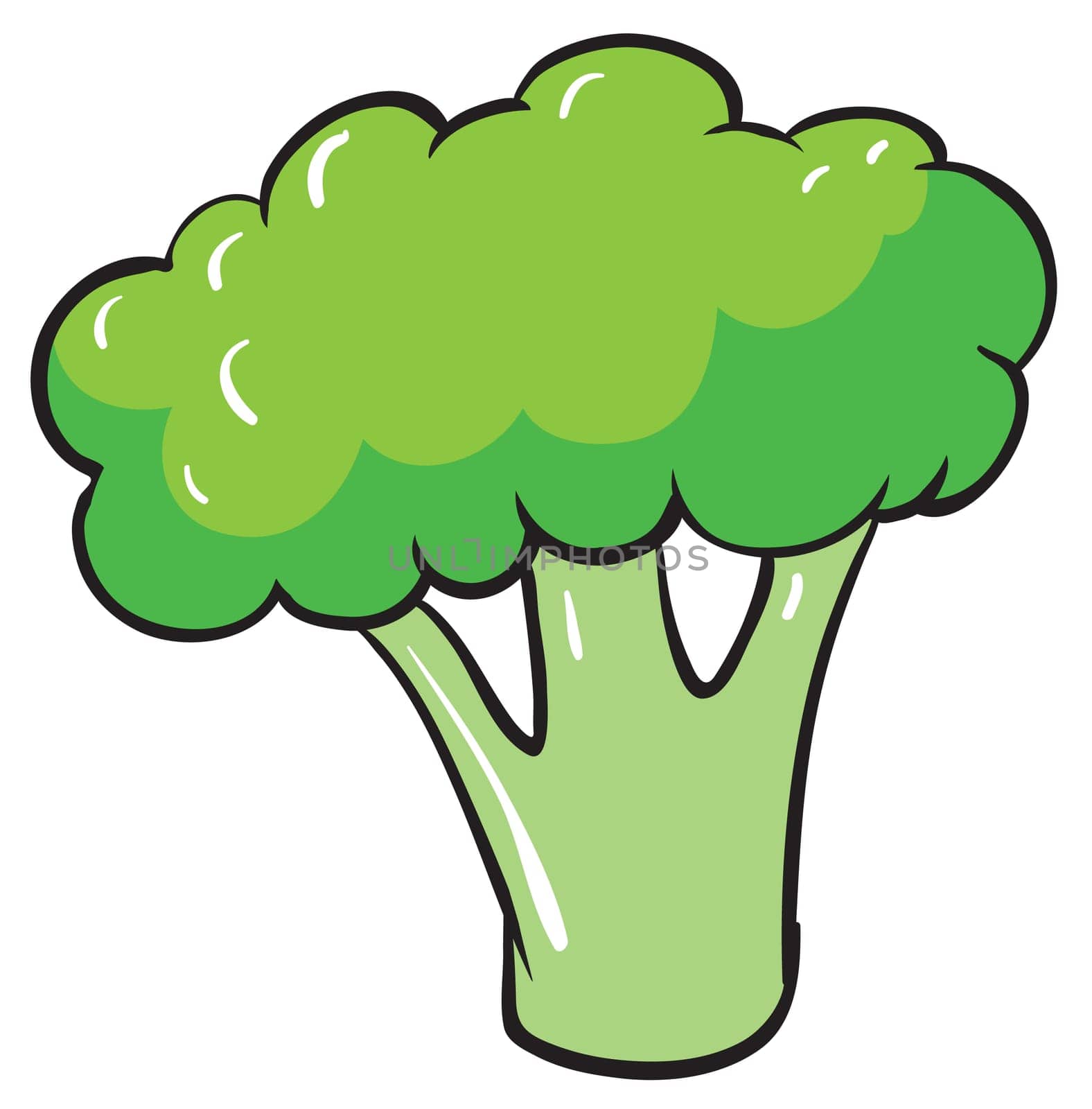 illustration of a broccoli on a white background