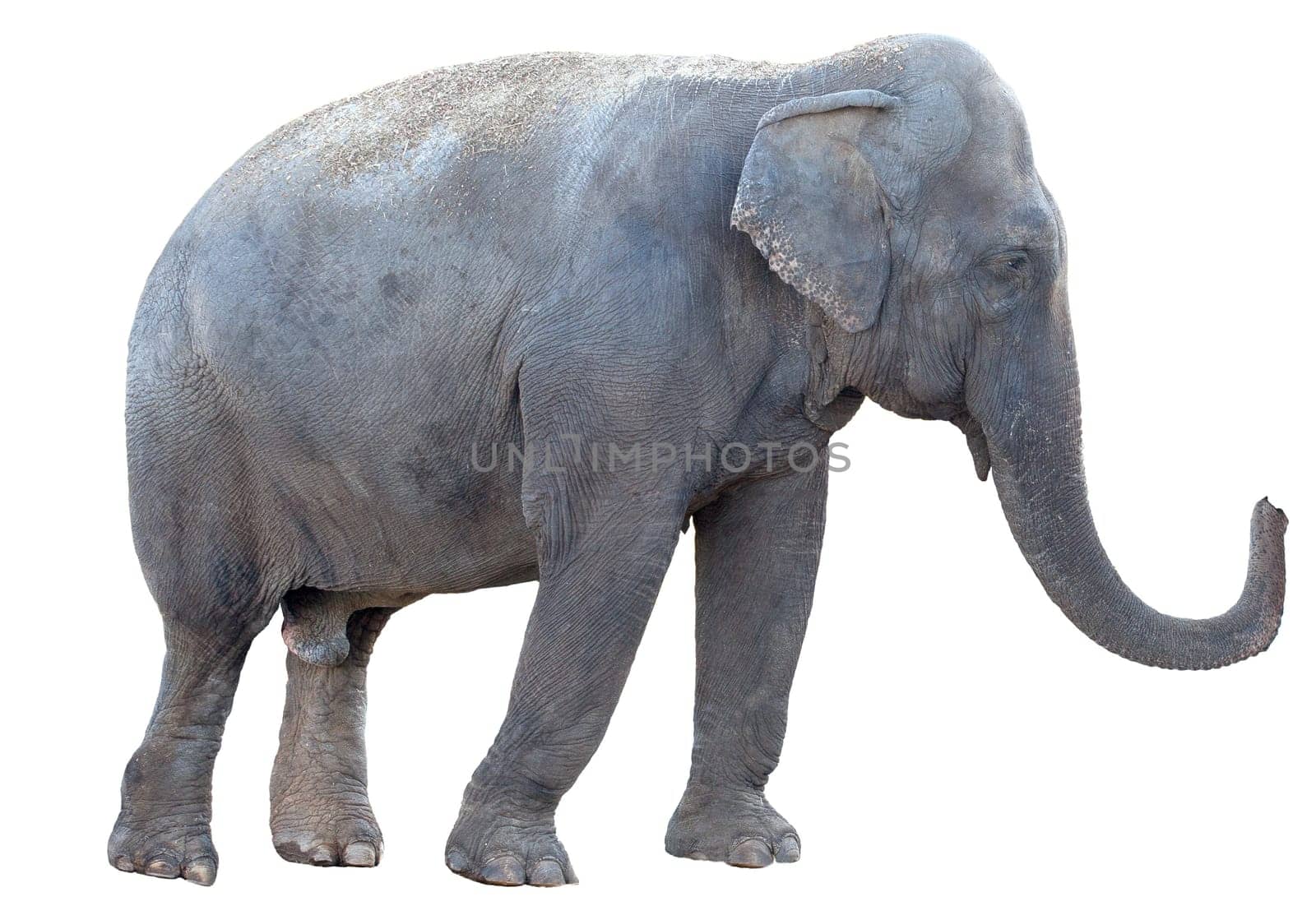 Elephant isolated on white background