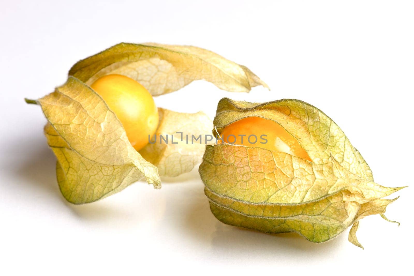 Physalis