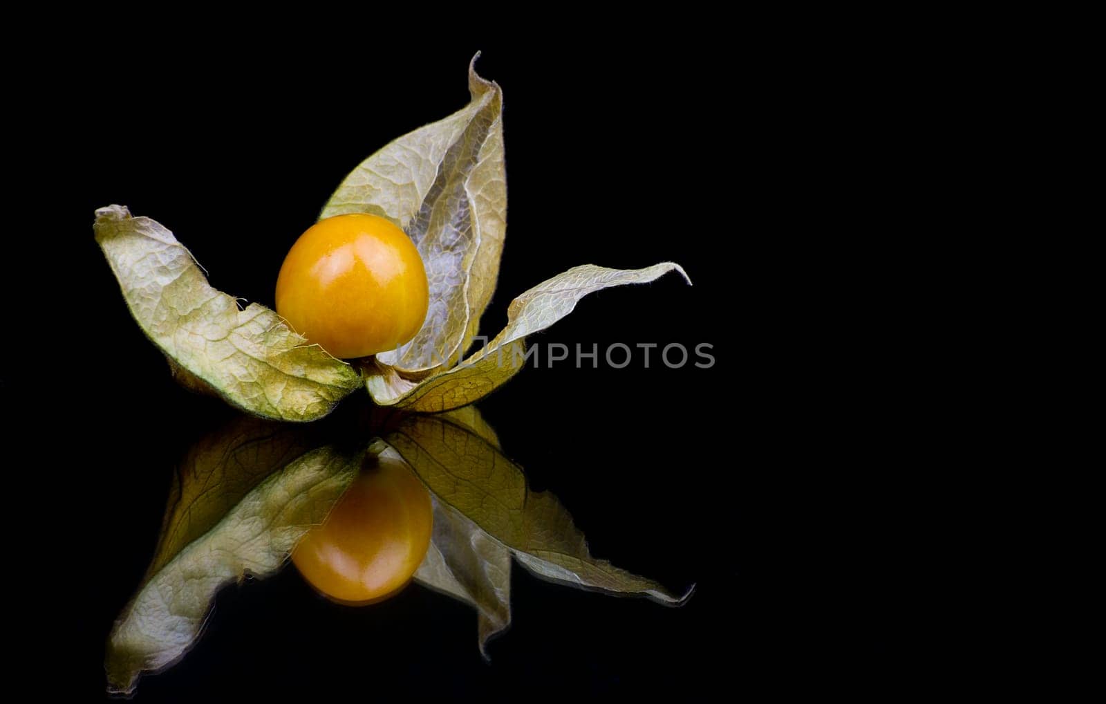 Physalis