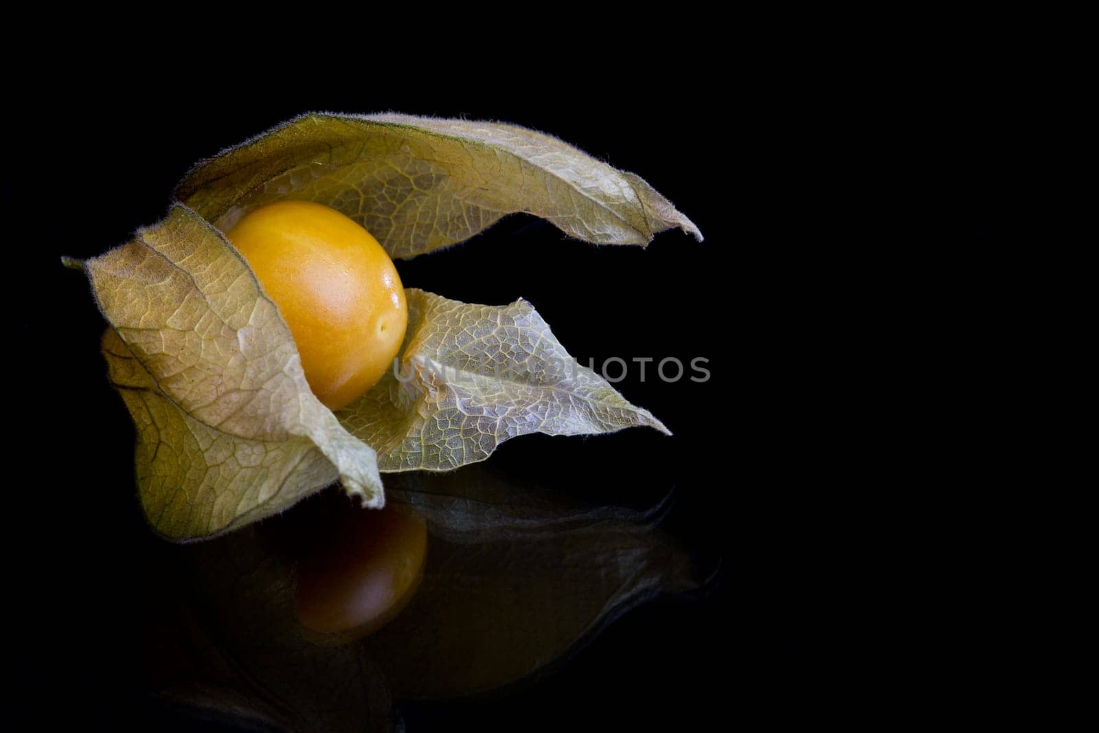Physalis