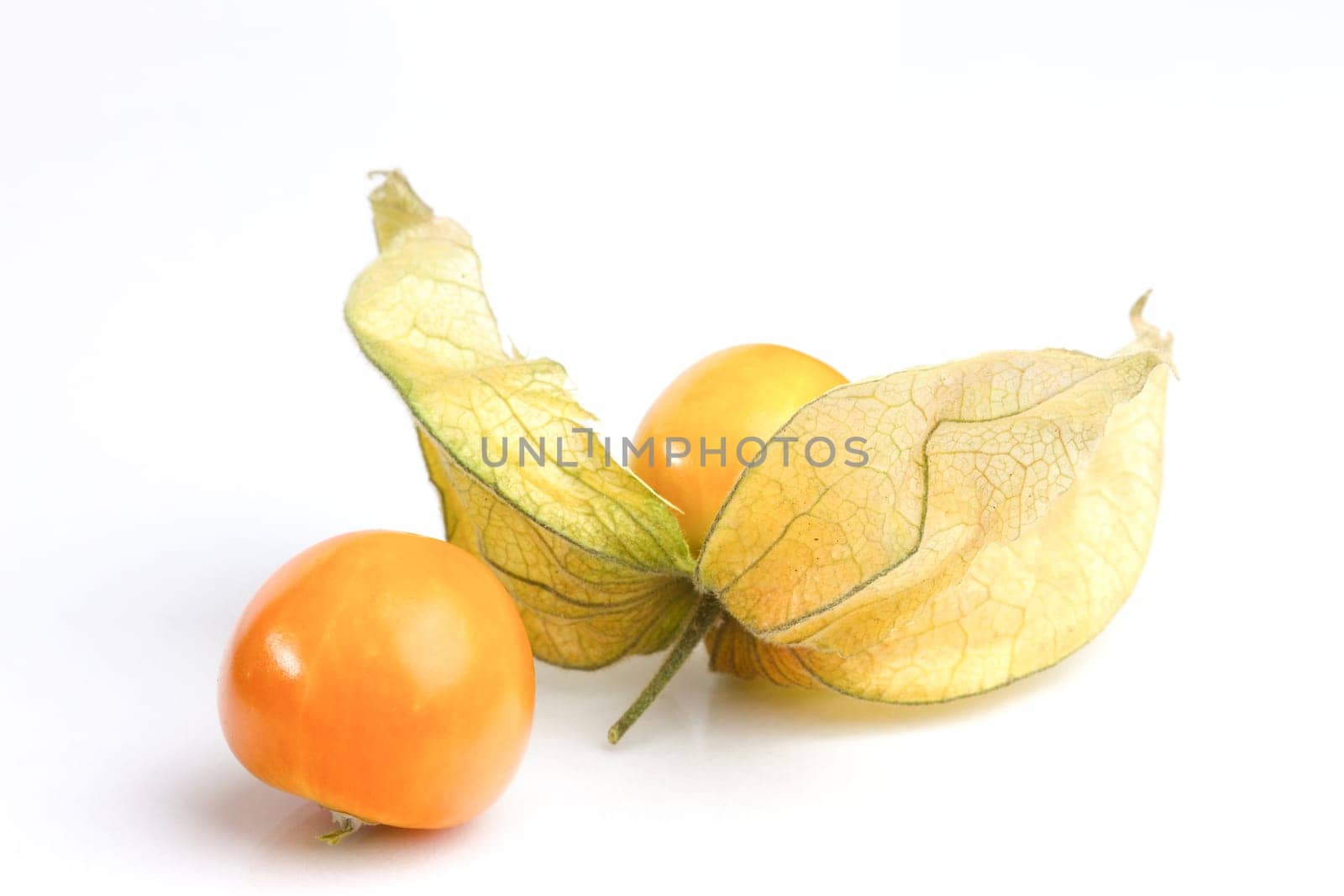 Physalis
