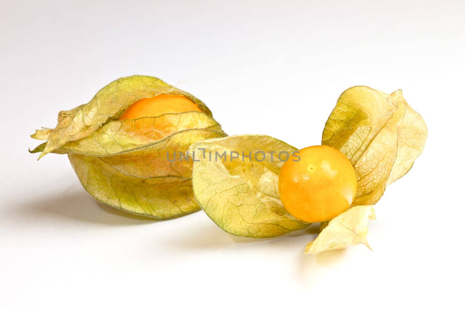 Physalis