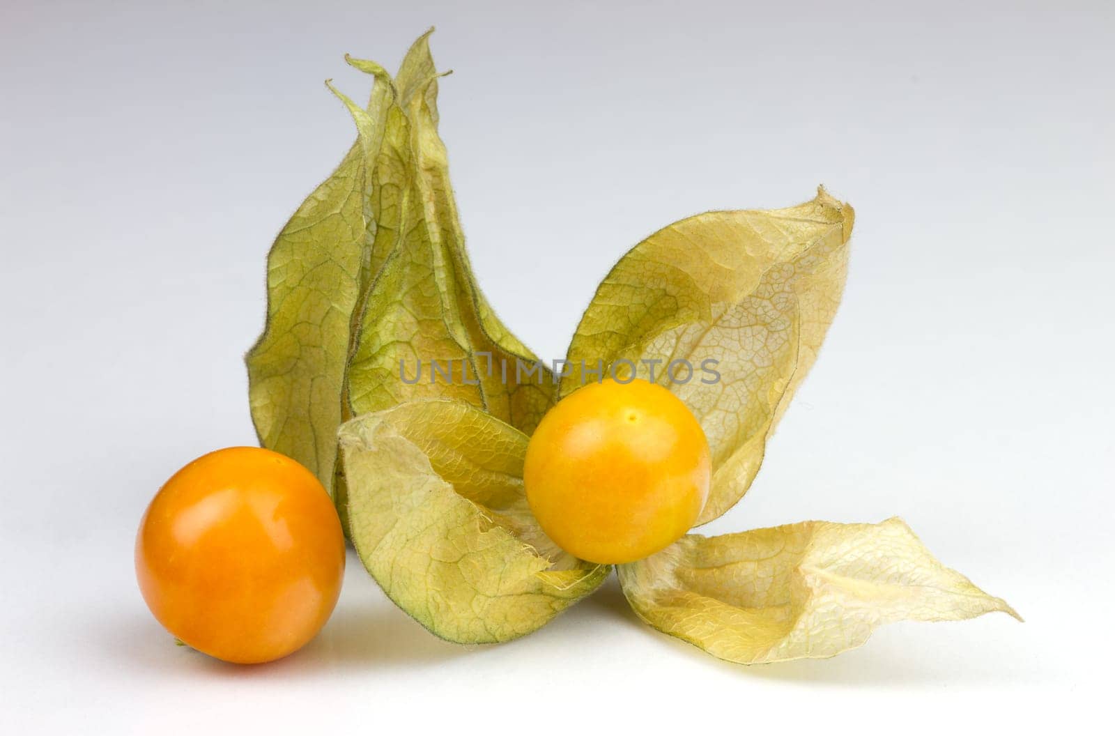 Physalis