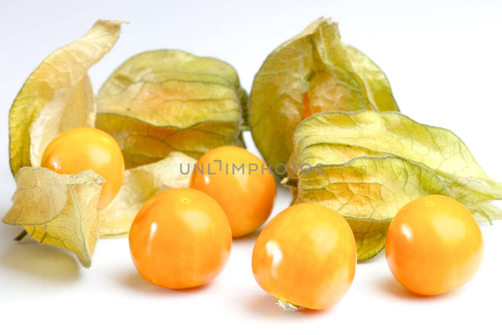 Physalis