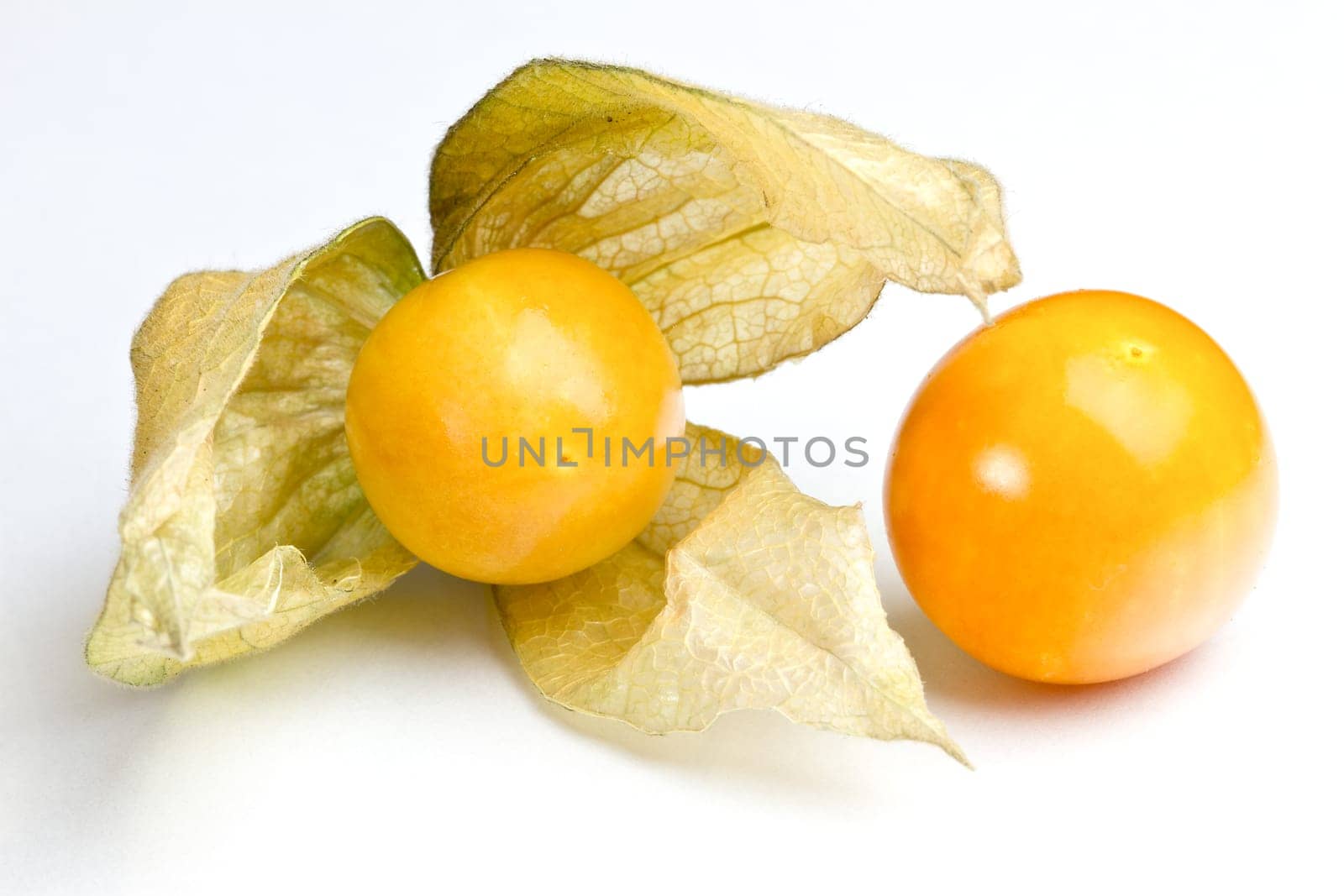 Physalis
