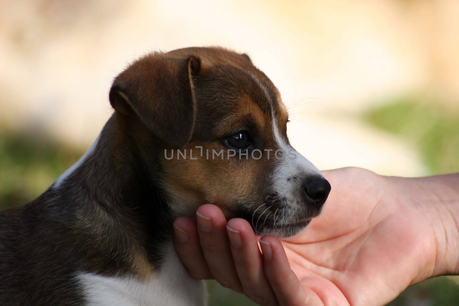 Dog puppy in close-up