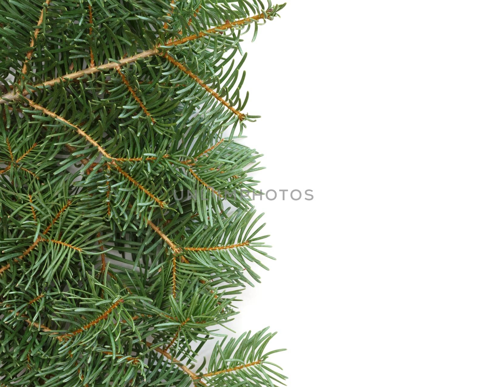 Christmas tree branches