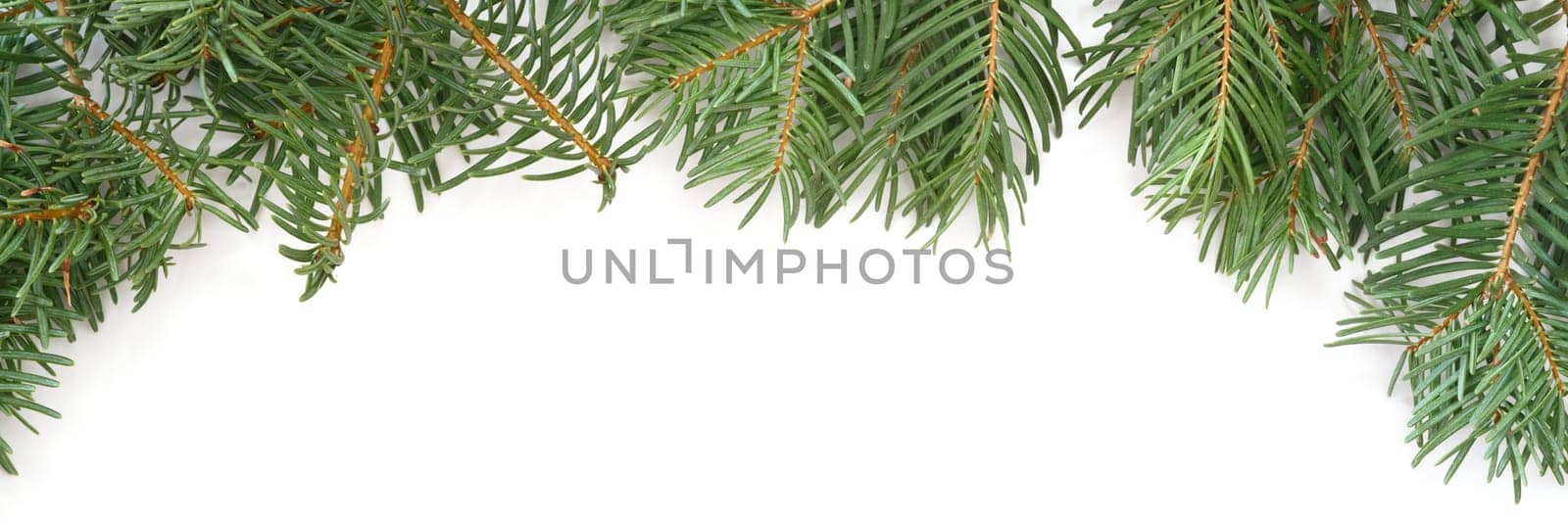 Christmas tree branches