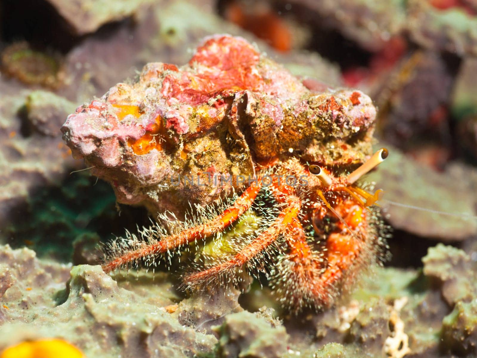 Macro shot of a Hairy red hermit crab underwater