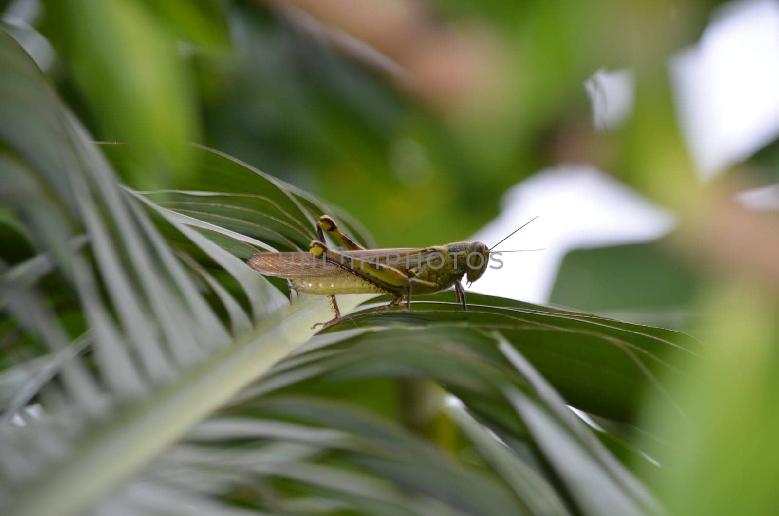 Grasshopper