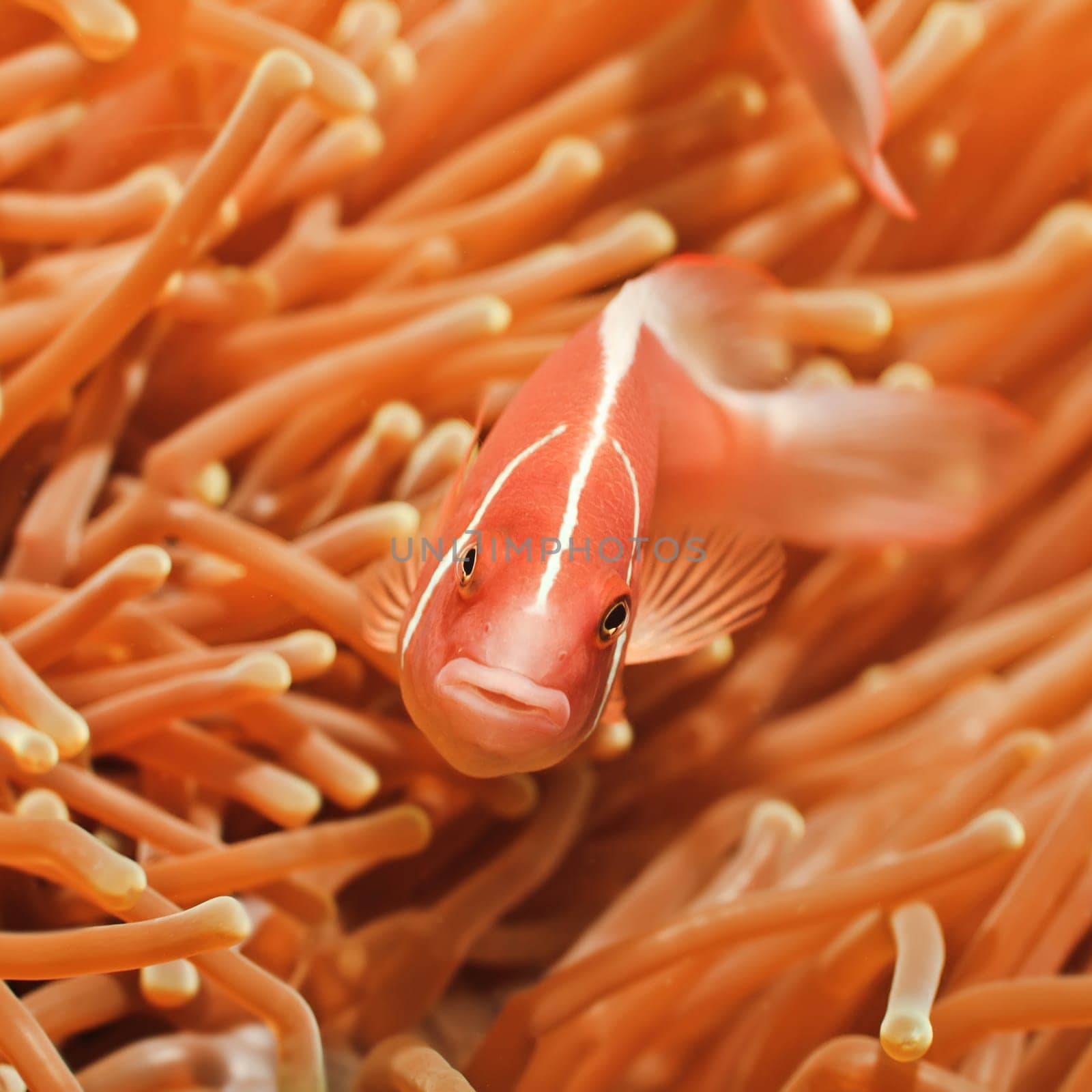 Anemone and Pink clownfish close-up.