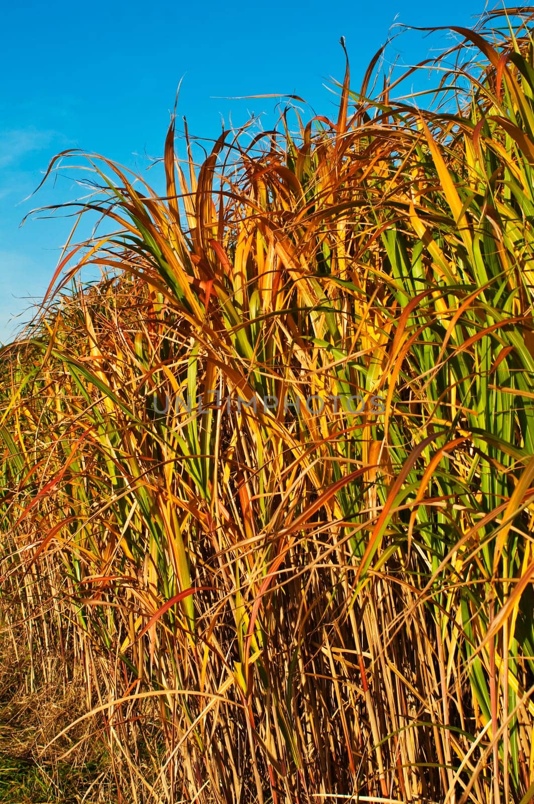 Chinese reed with flower