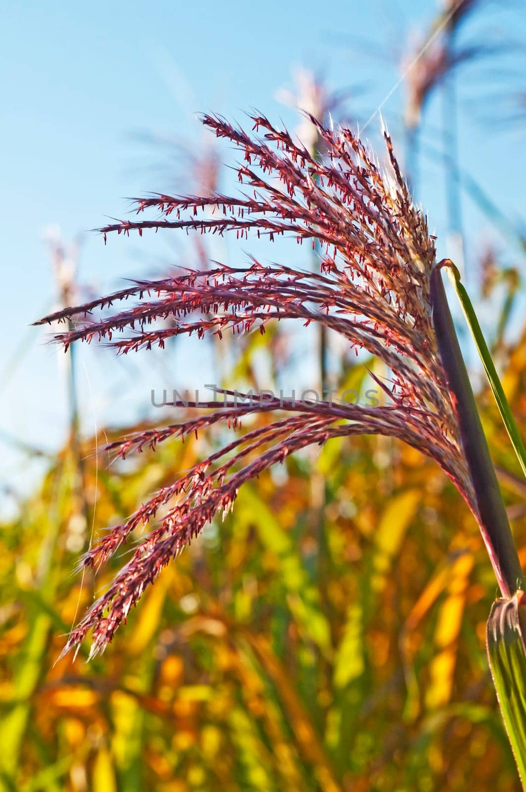 Chinese reed with flower
