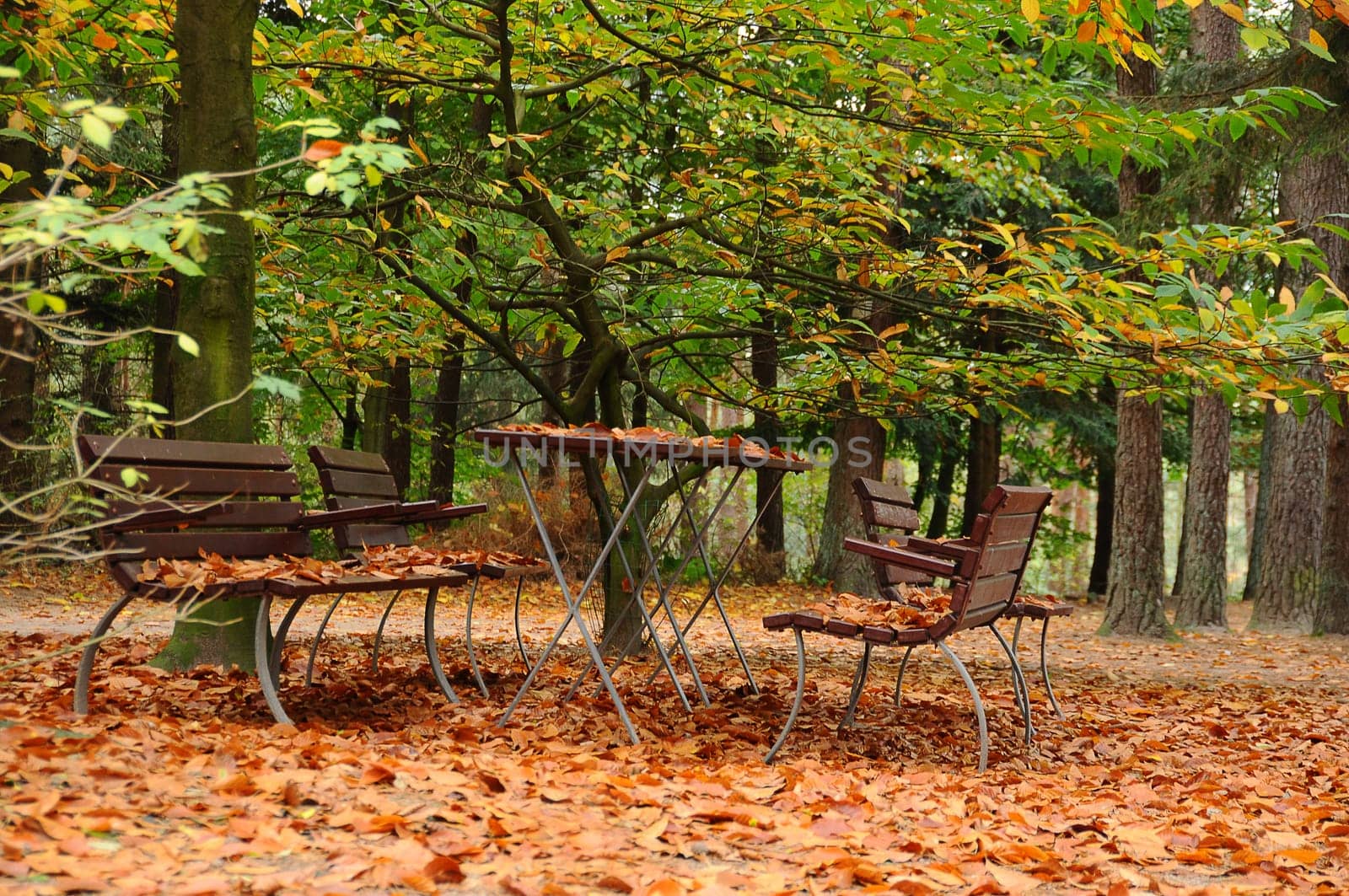 Forest restaurant