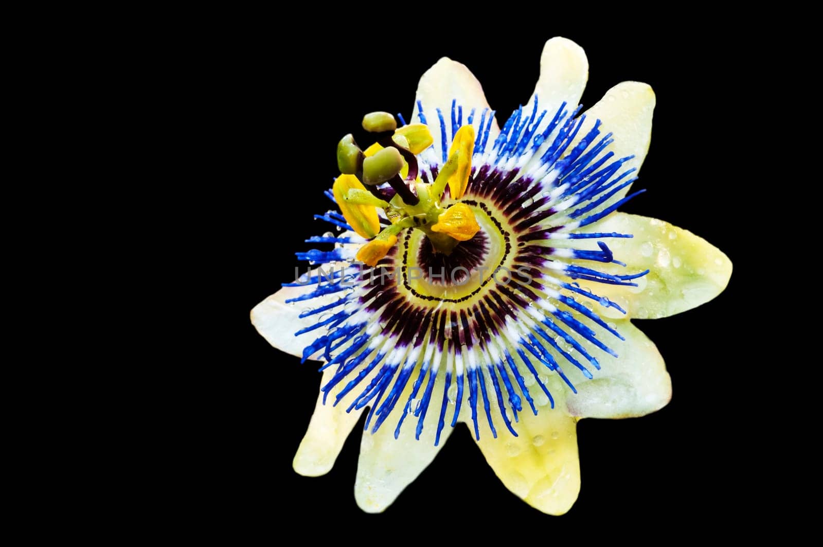 Passionflower