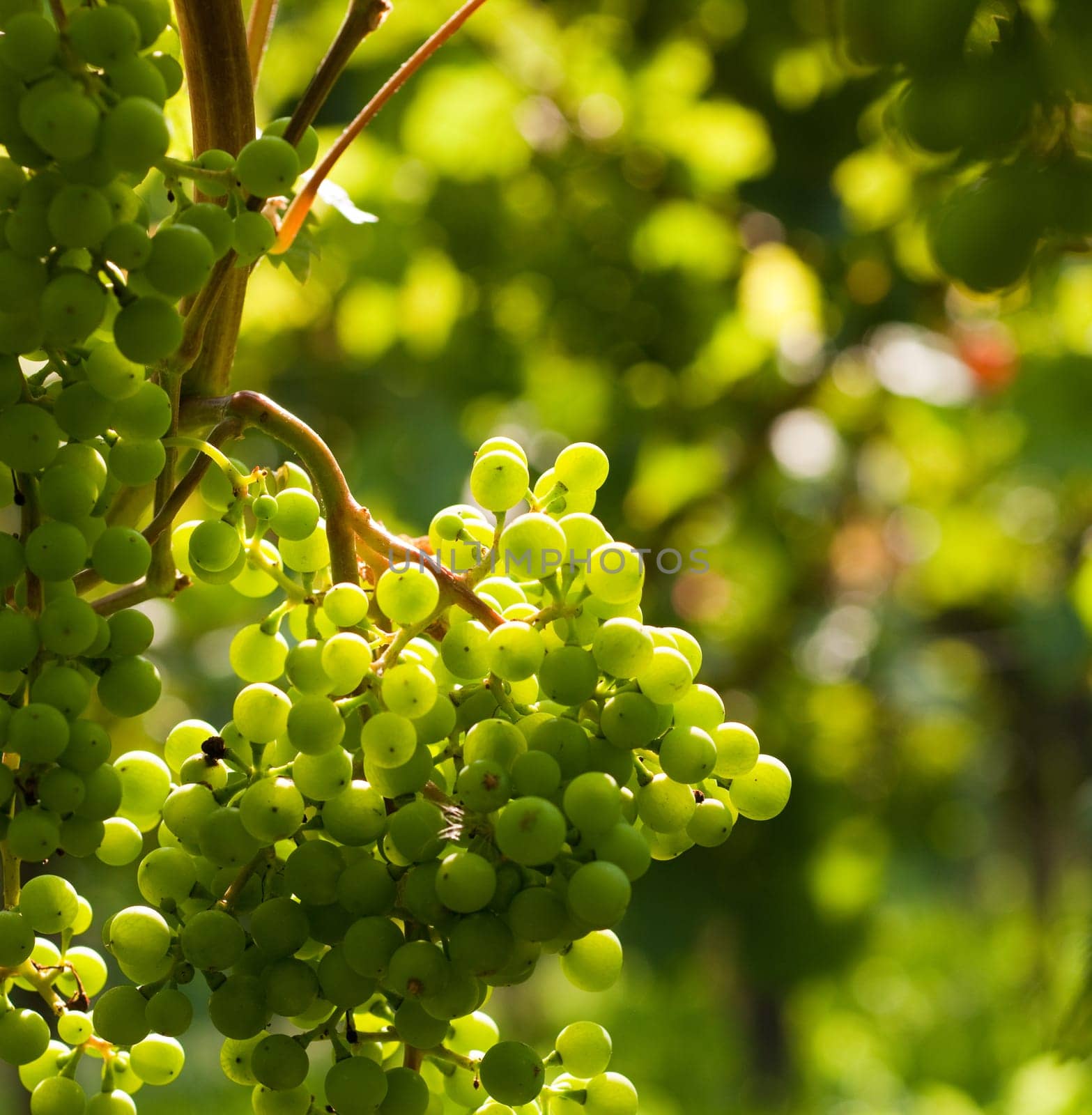 Grapes on the vine in a sunny vineyard