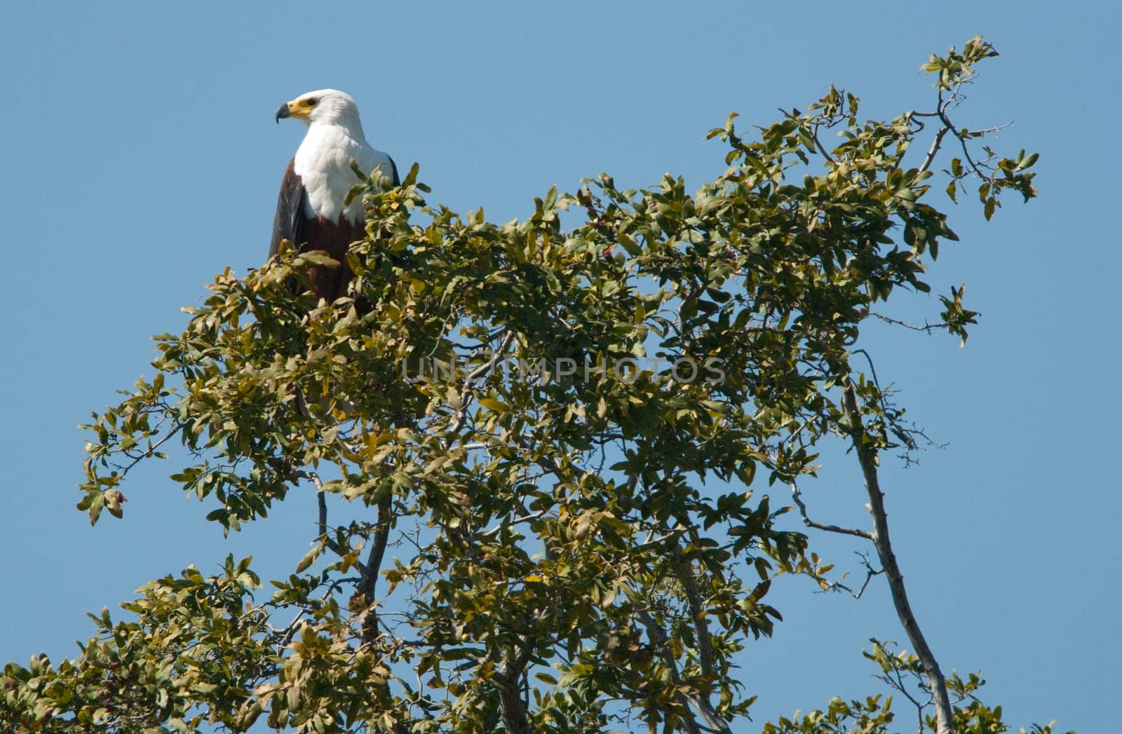 African fish eagle (Haliaeetus vocifer), Chobe National Park, Botswana