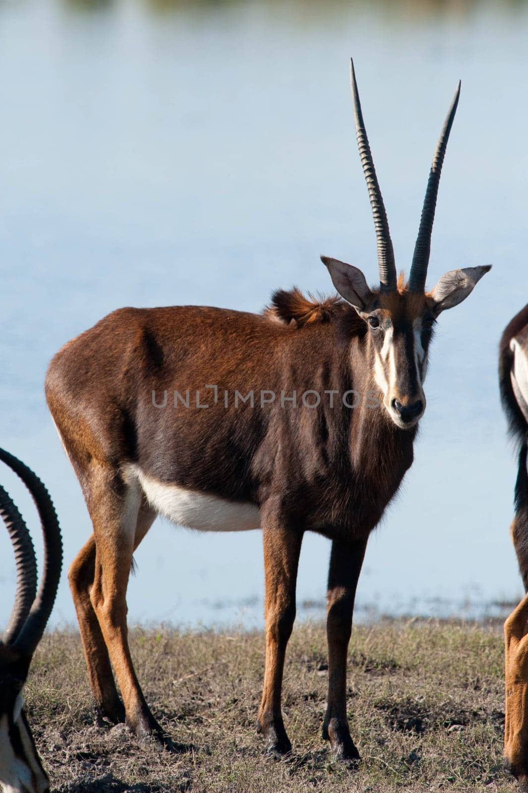 East african oryx (Oryx beisa) at river's edge