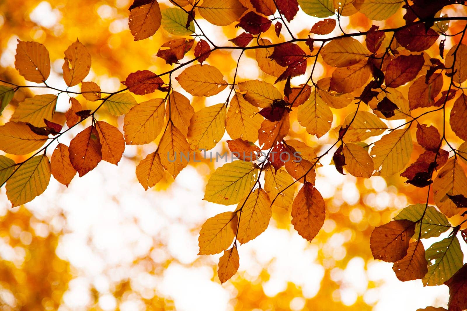 Autumnal background
